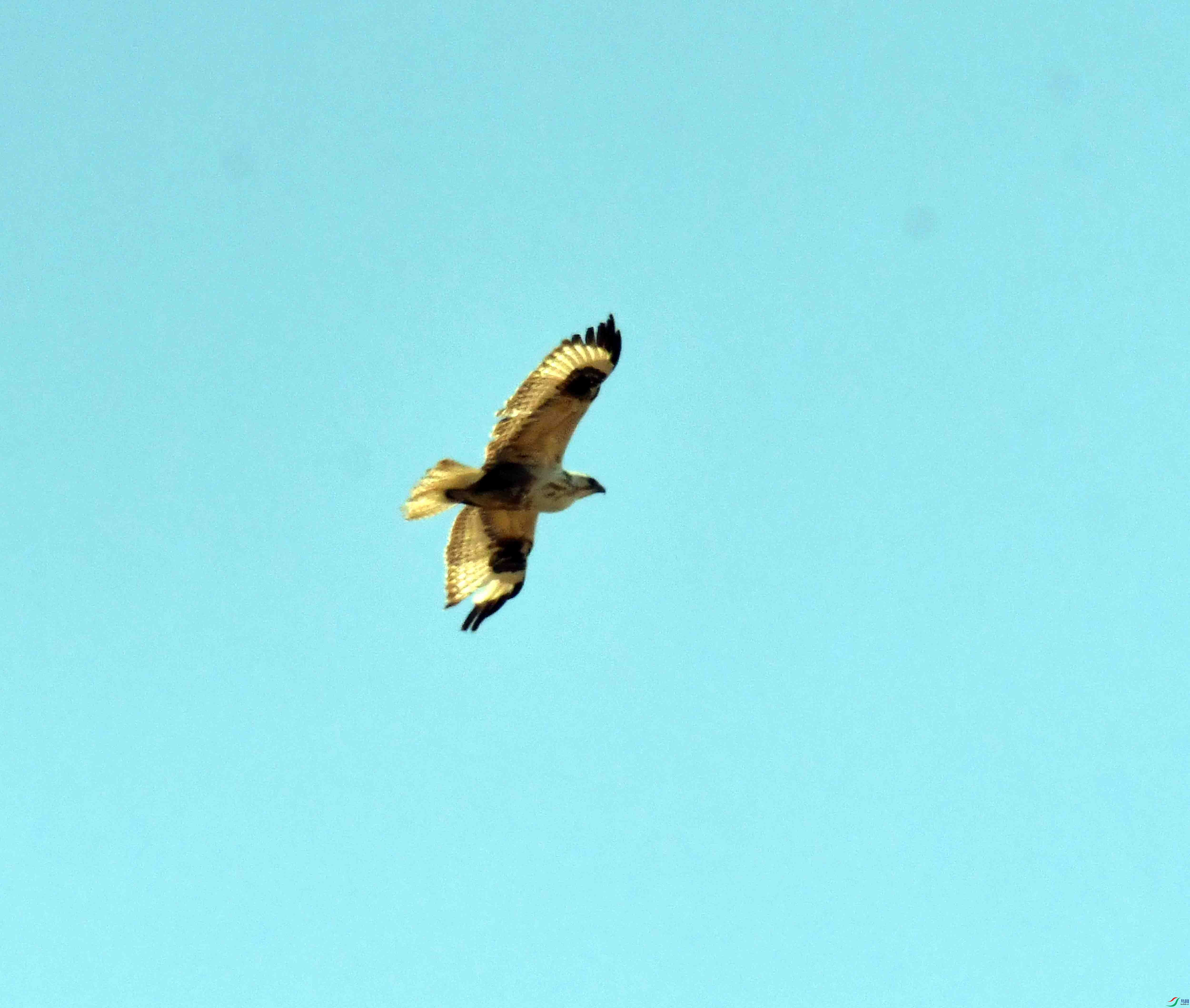DSC_1866.JPG