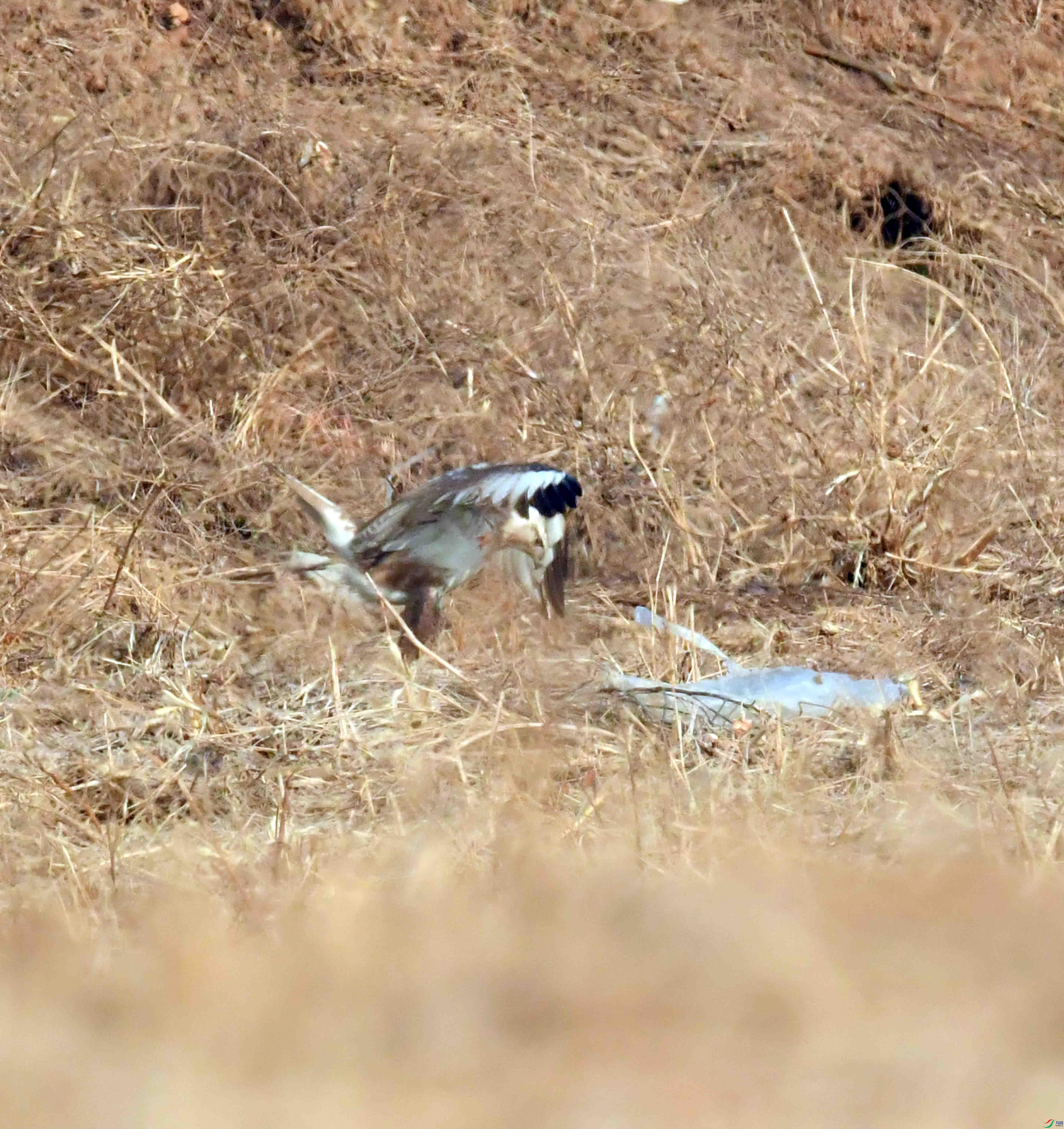 DSC_6240.JPG