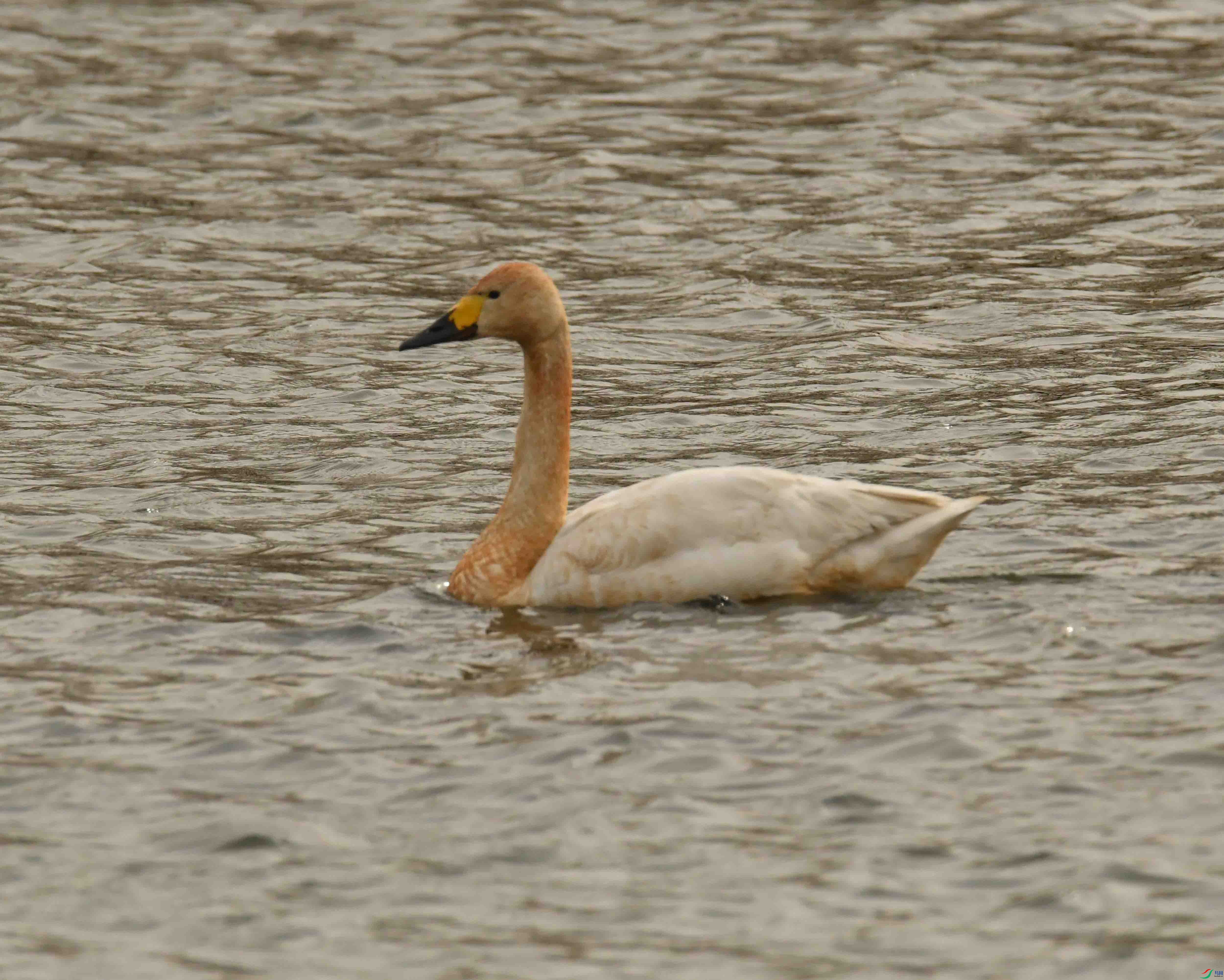DSC_0609.JPG