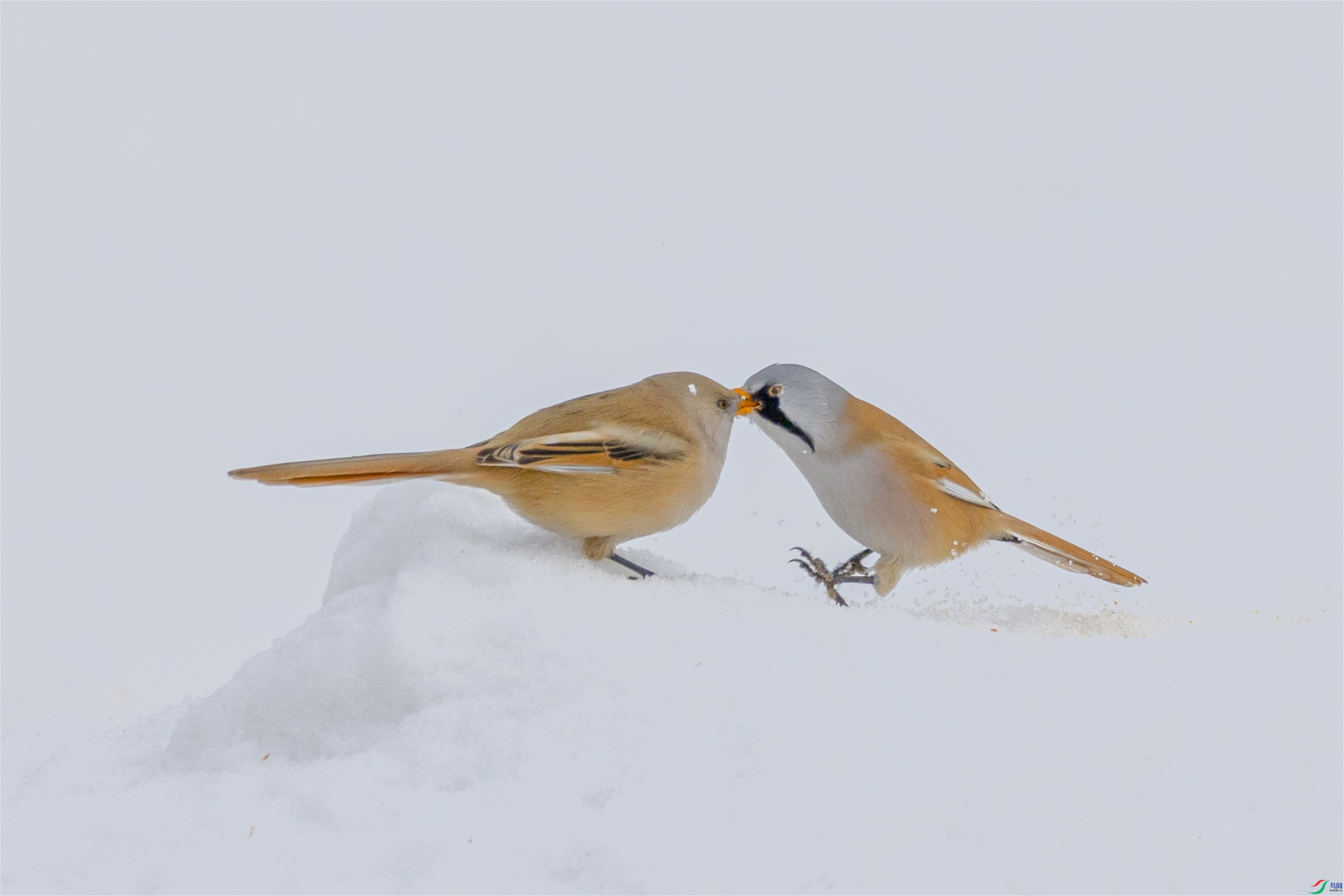 1K3A7297 ����1.jpg