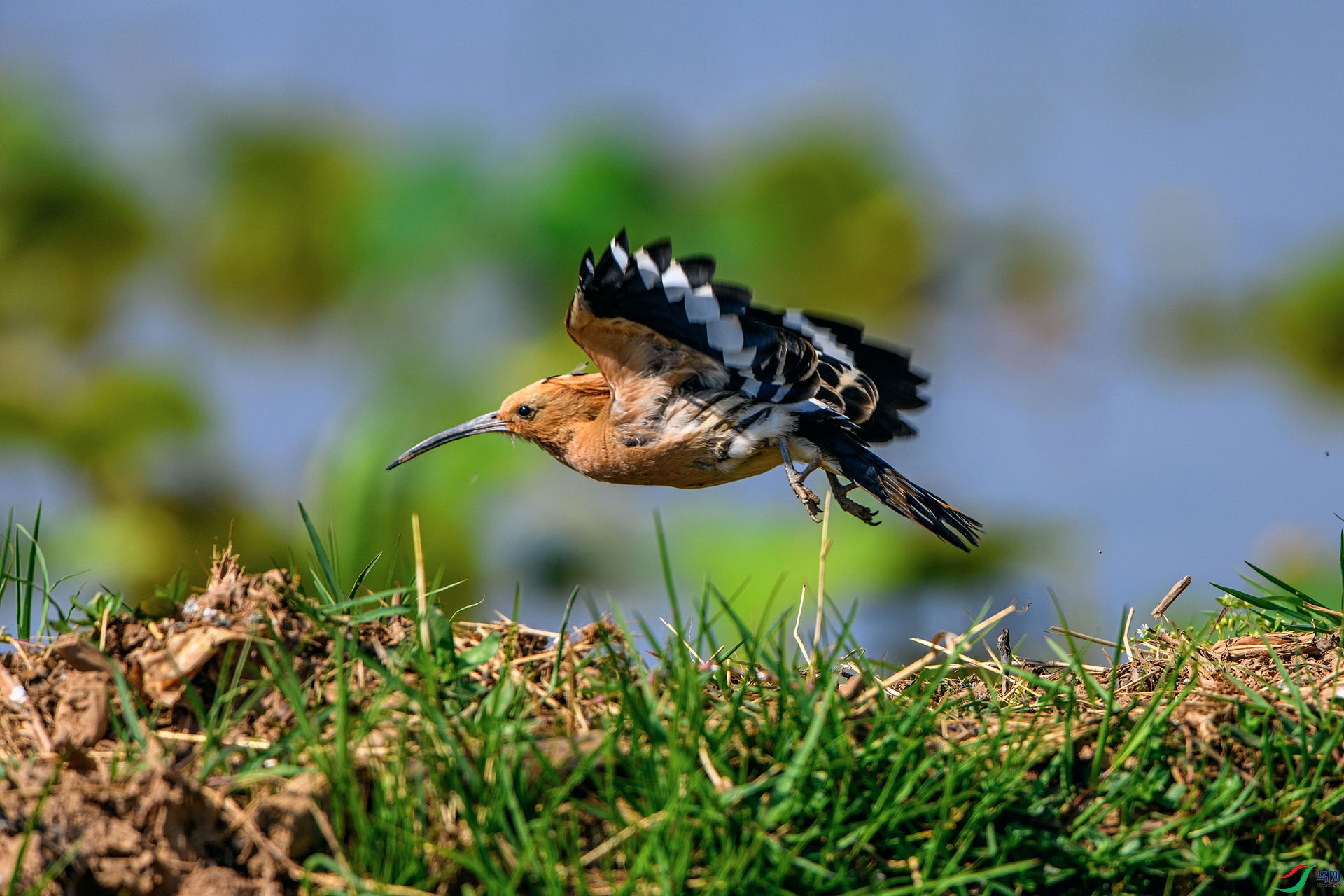 ��_AUU3109����ʤ(24.5.5)-1.jpg