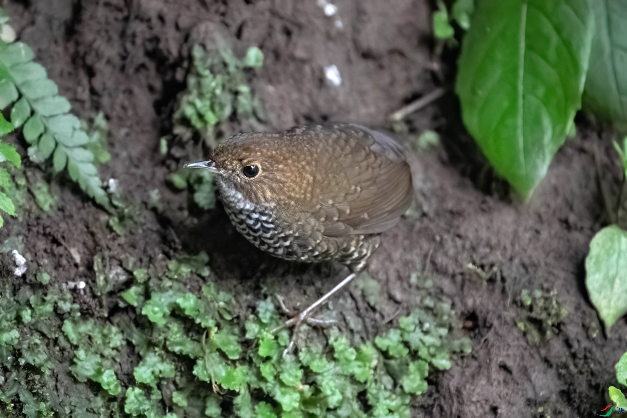 DSC02648-topaz-denoise-sharpen.jpg