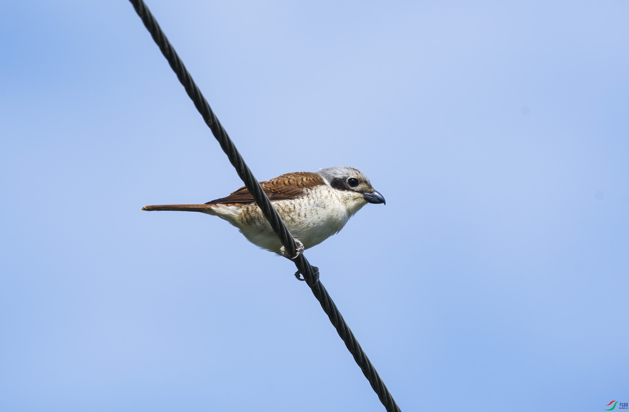 DSC_1623.jpg
