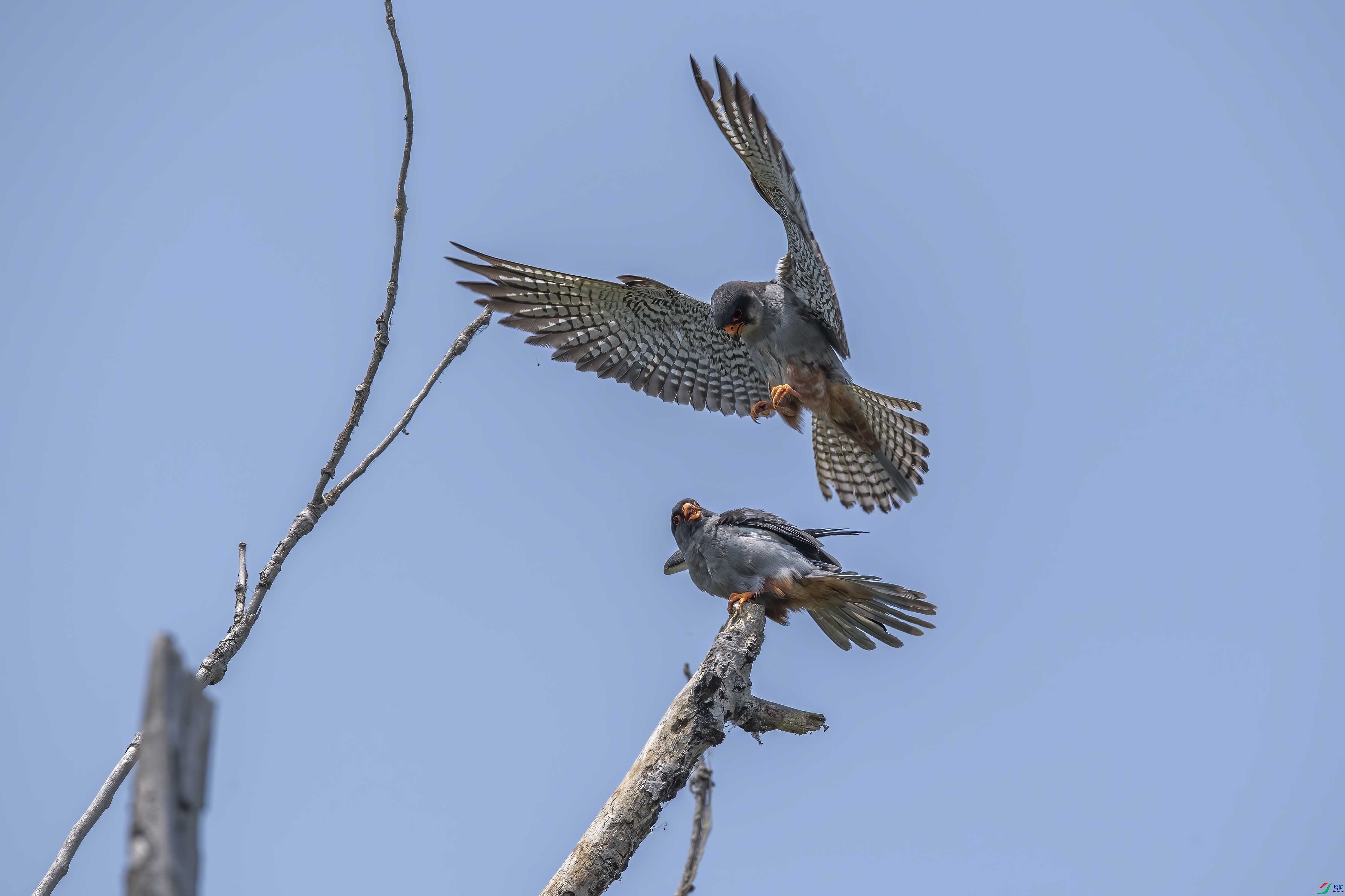 DSC_1535 ����.jpg