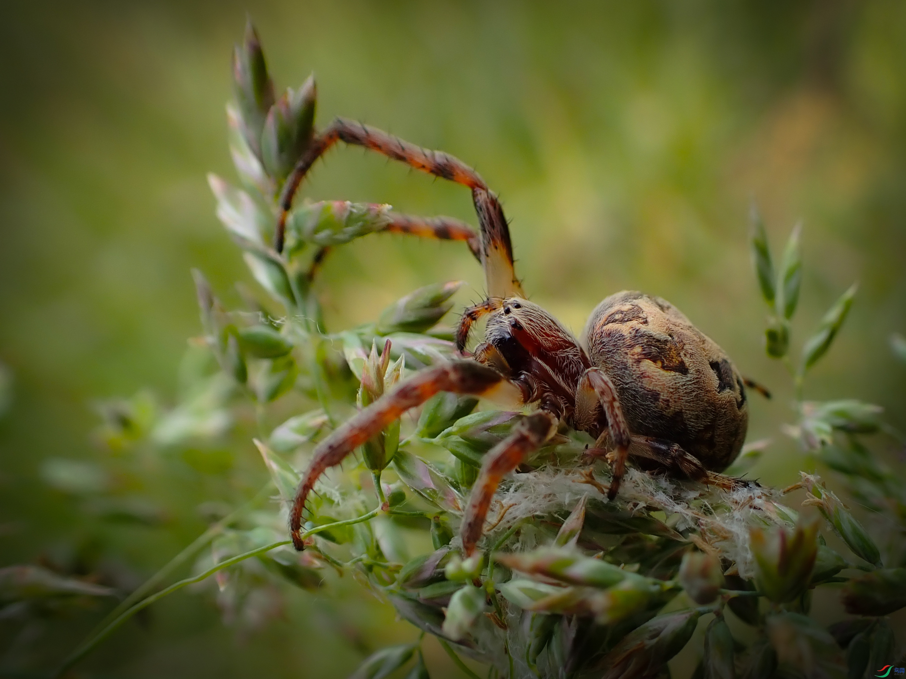 P6020050 ����.jpg