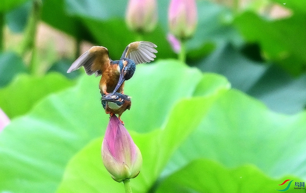 DSC_9582.JPG