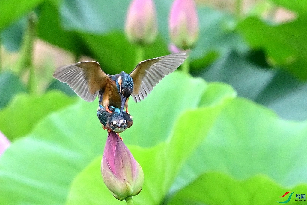 DSC_9585.JPG