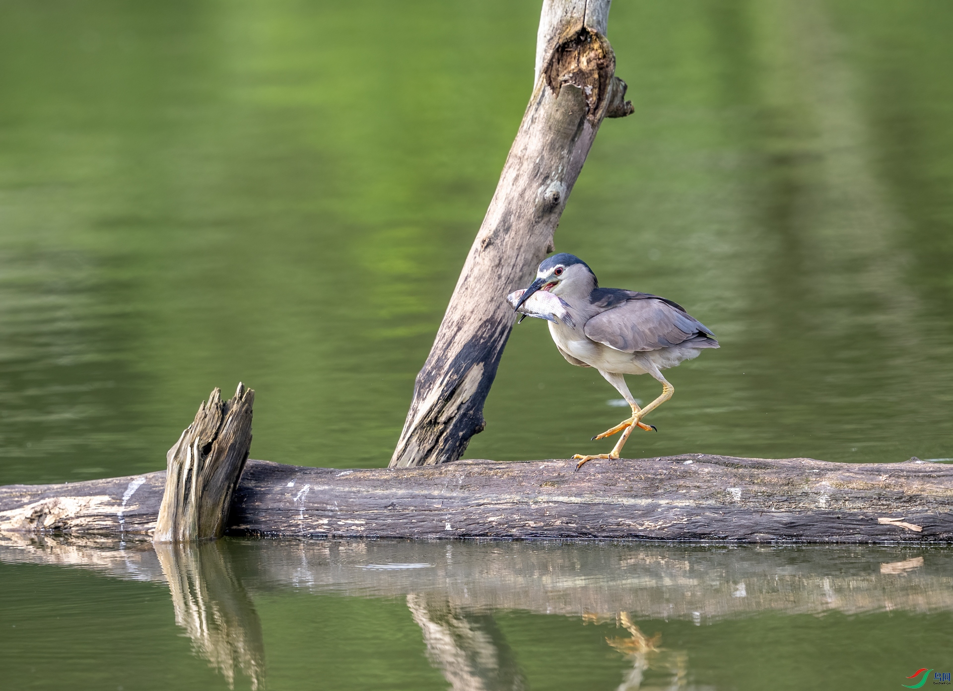 DSC_1169-1.jpg