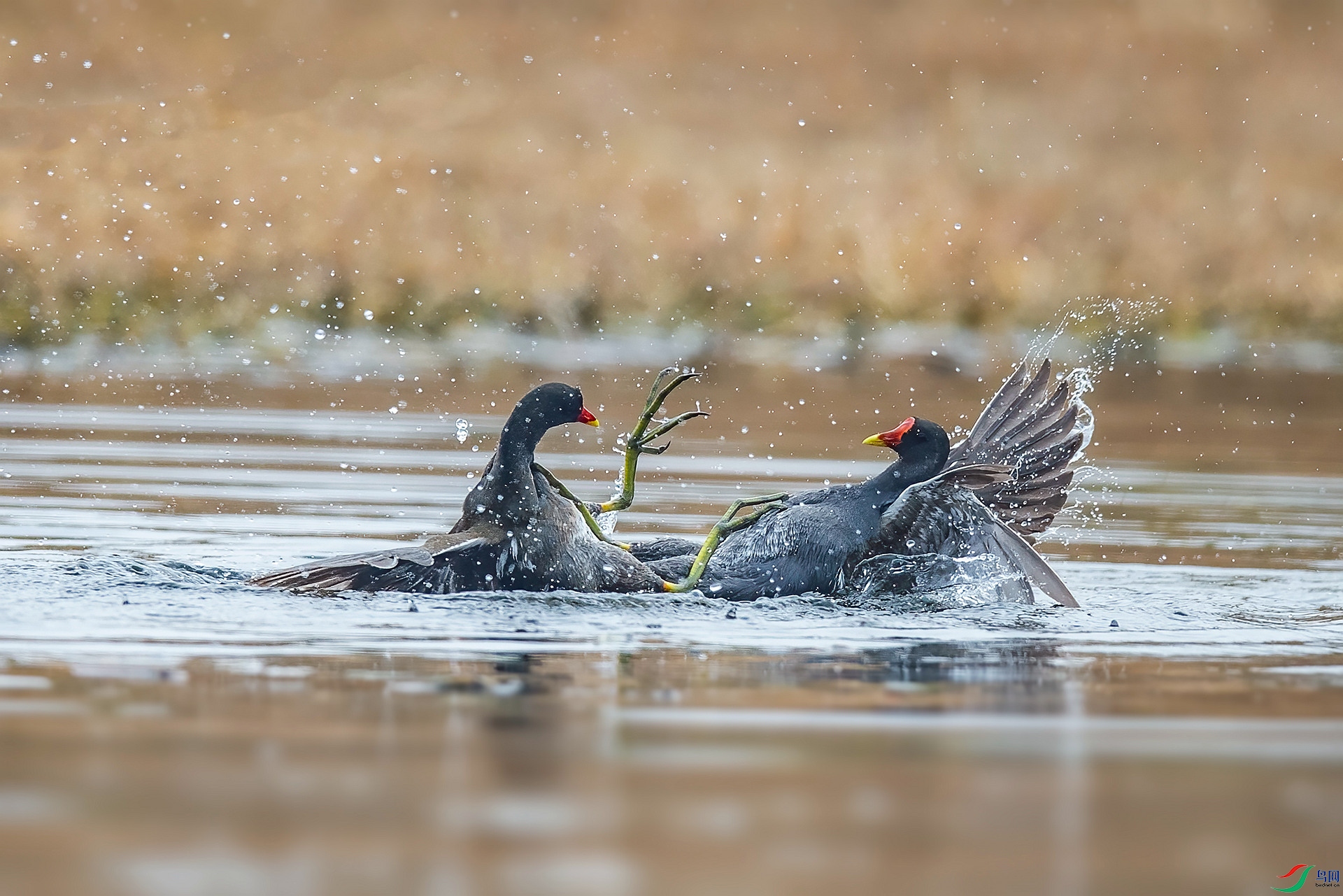 DSC_8005 ����_����.jpg