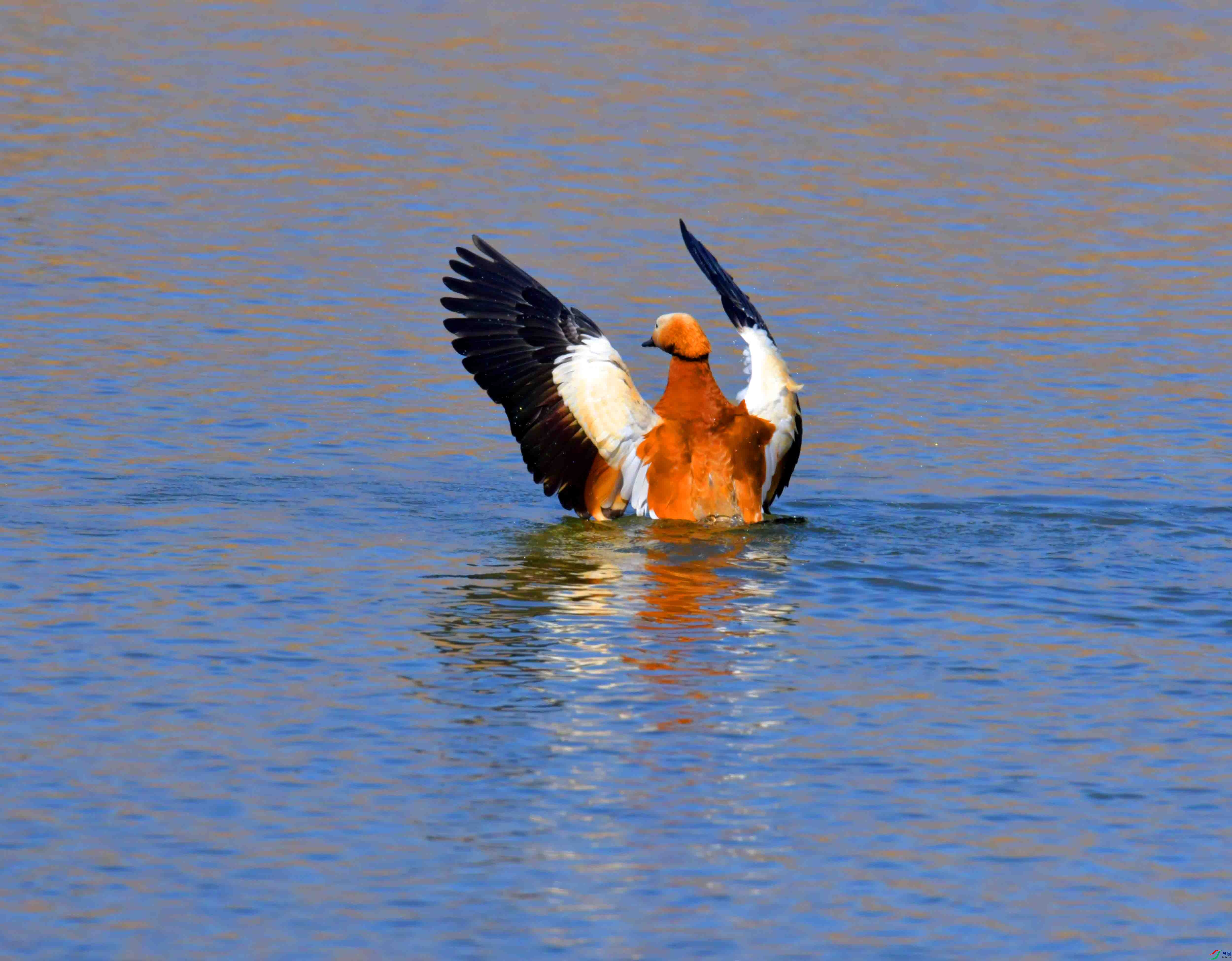 DSC_1604.JPG