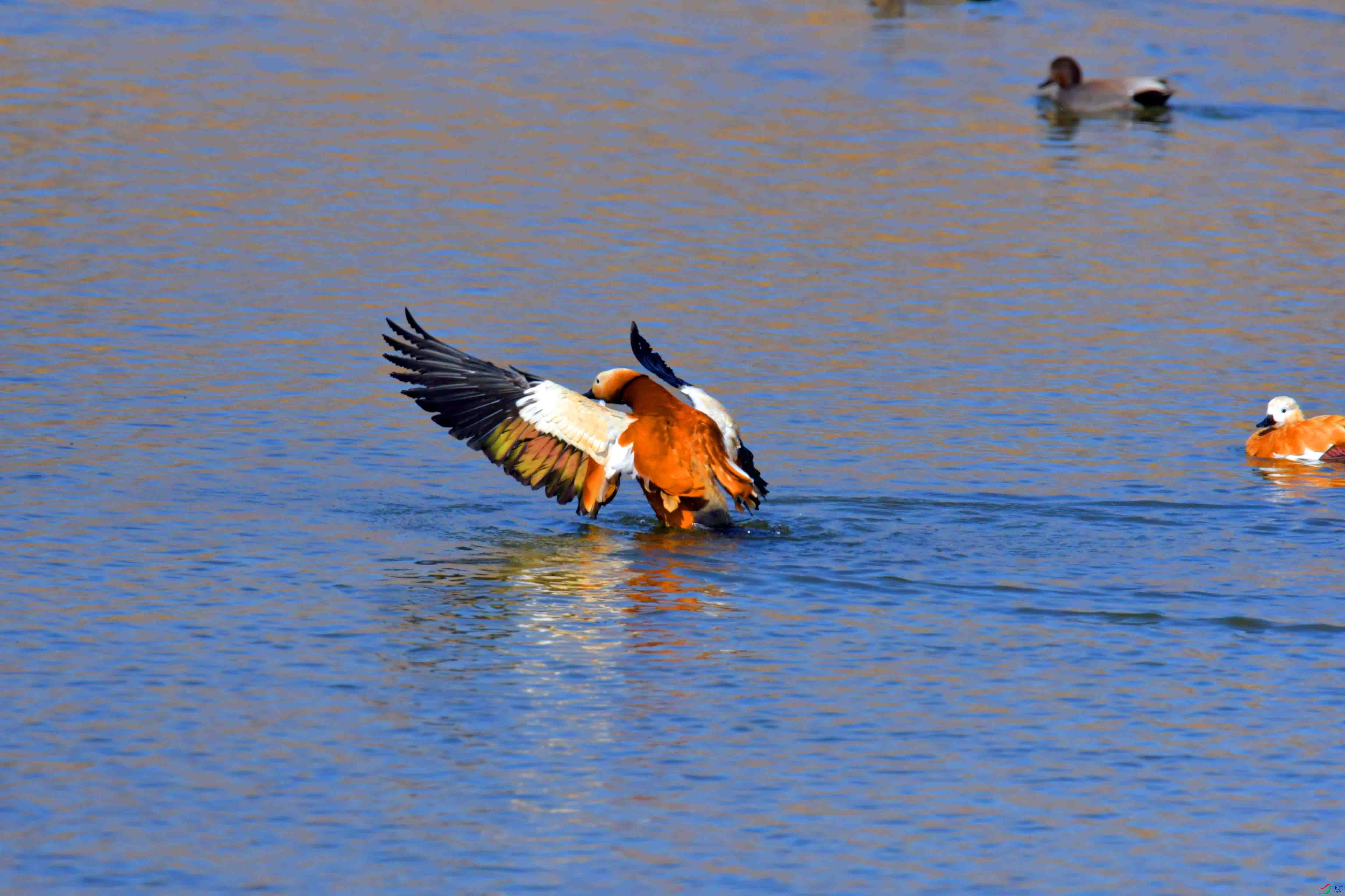 DSC_1609.JPG
