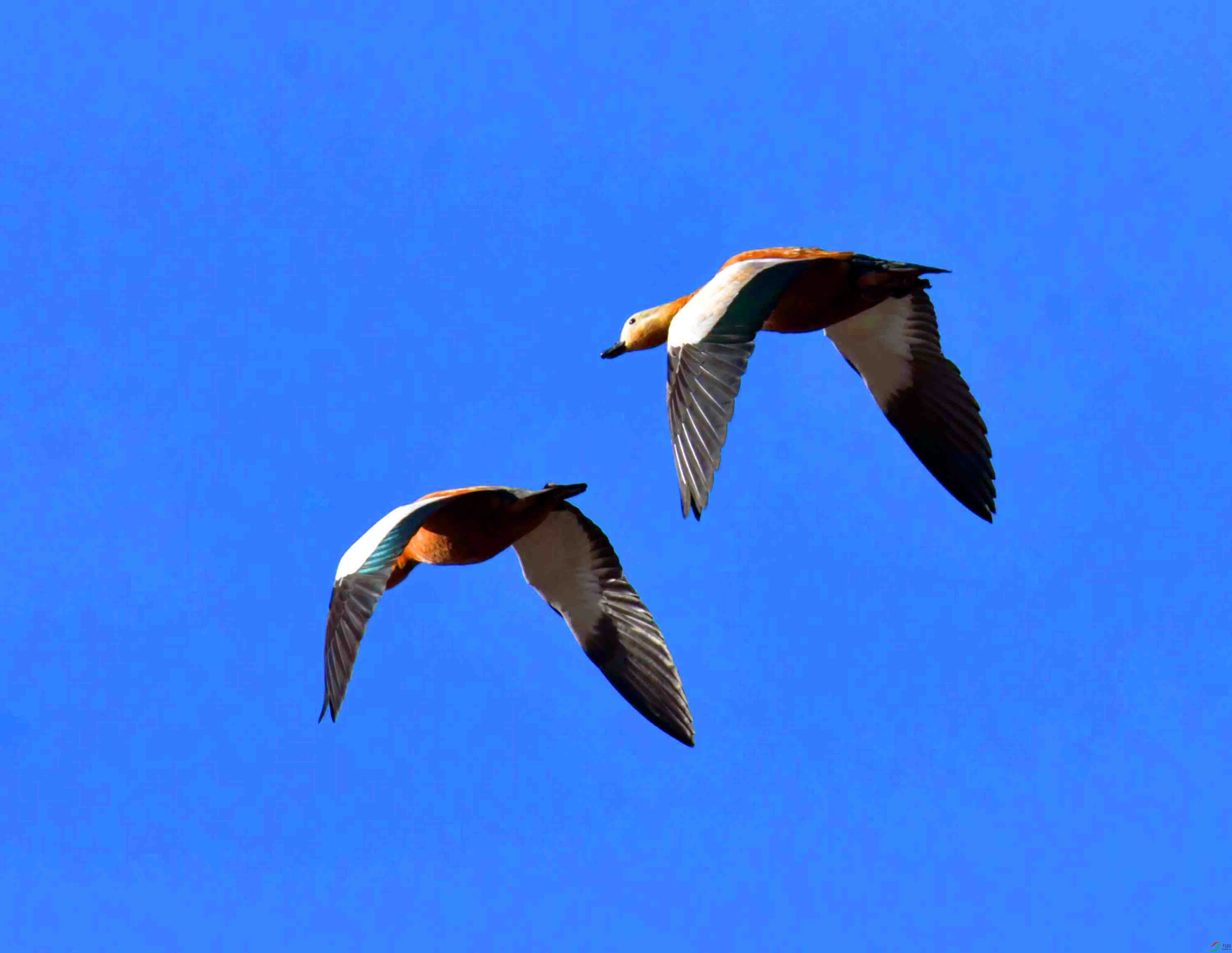 DSC_9011.JPG