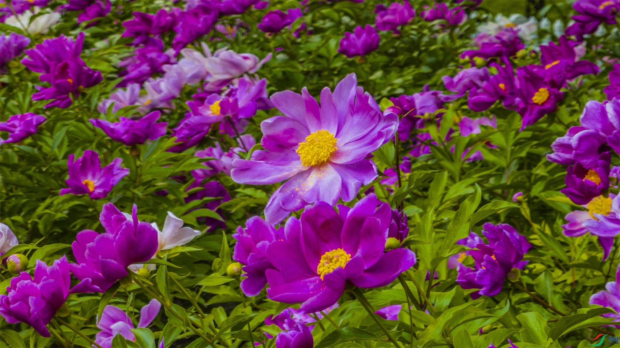 dji_fly_20240605_184202_234_1717588761954_photo ����1.jpg