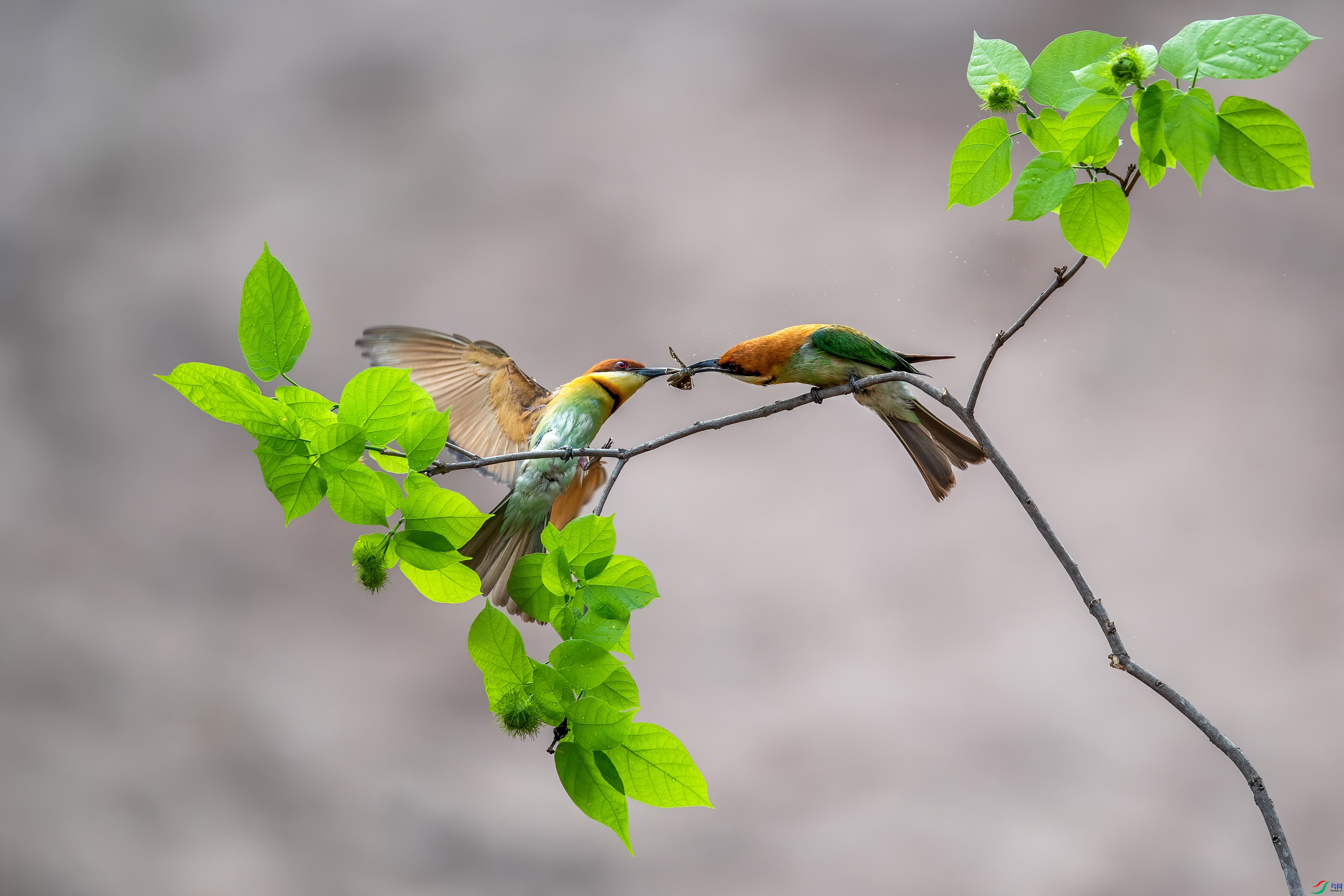 DSC_7320.jpg
