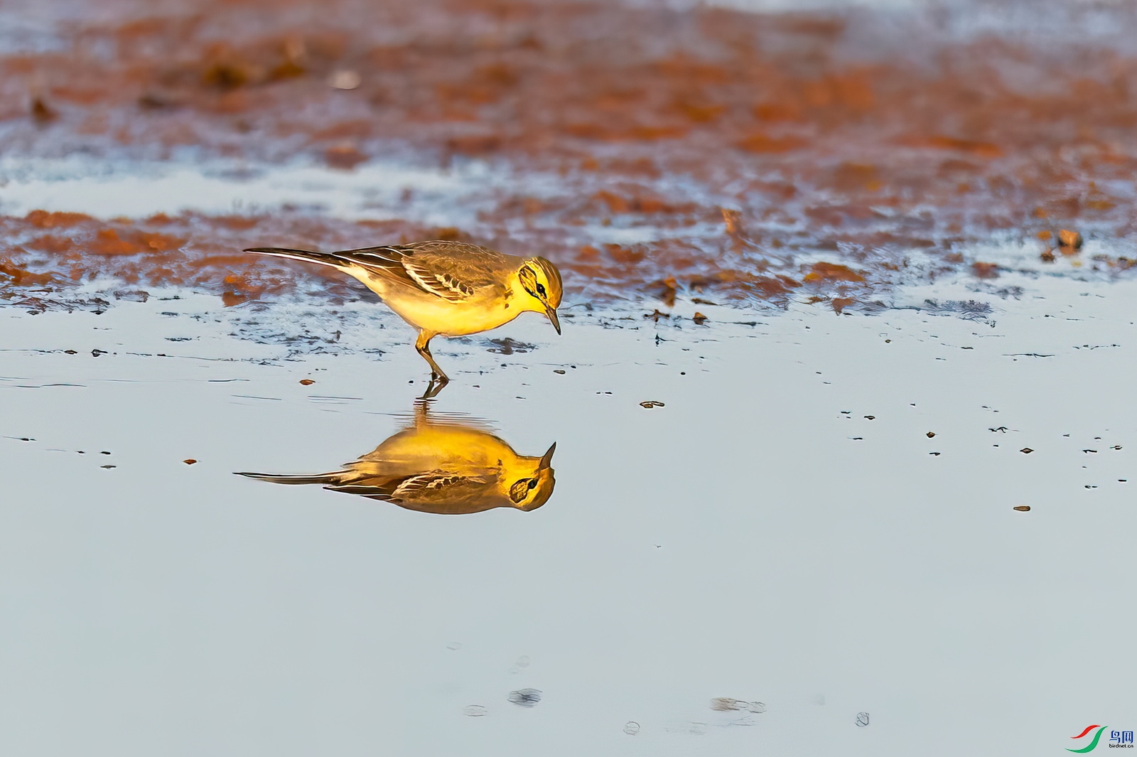 DSC_4711-.jpg