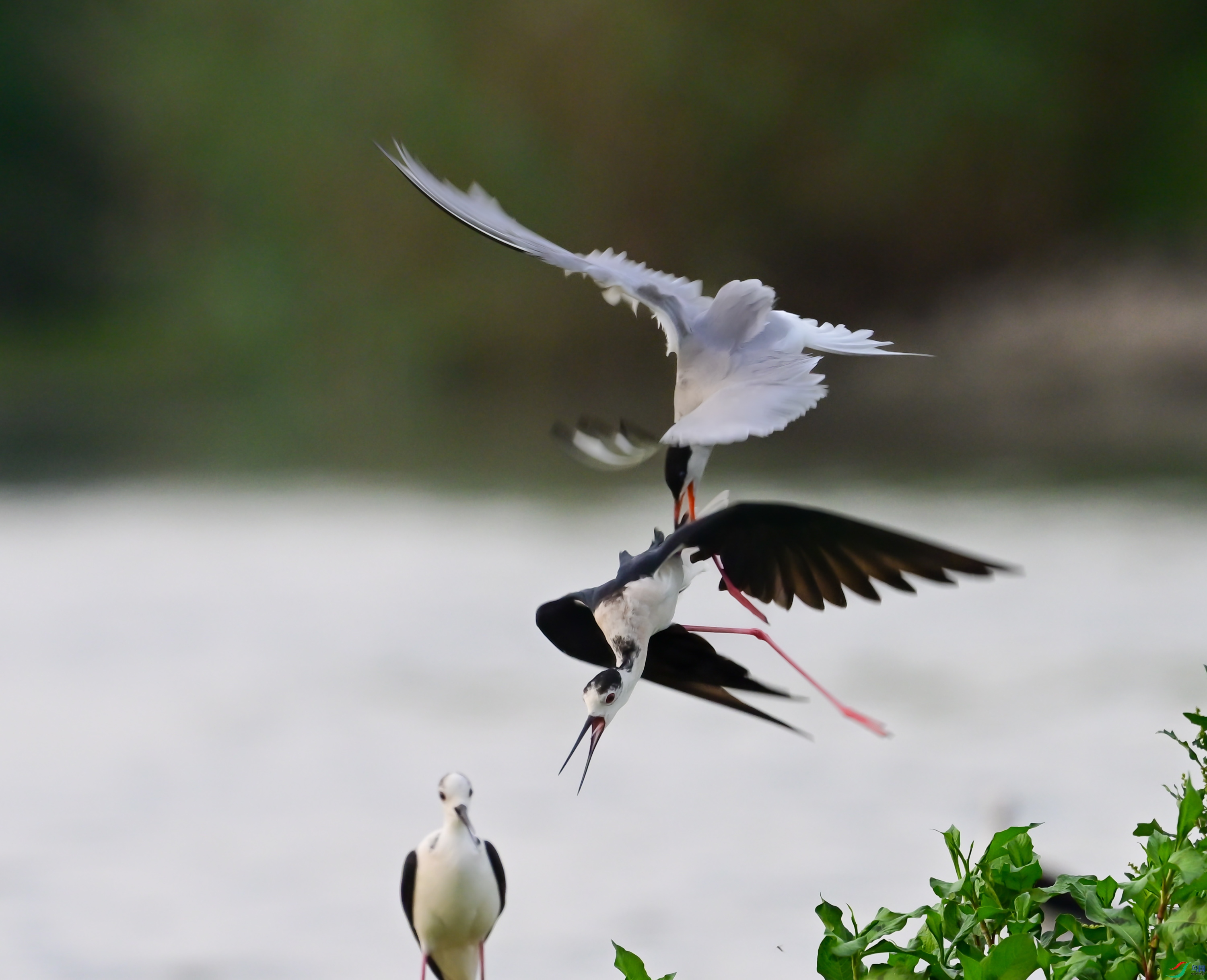 DSC_8675�޸�_1.JPG