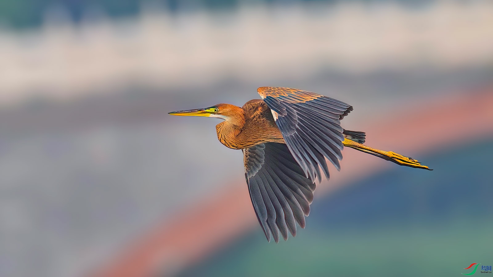 3K3A9544-DeNoiseAI-clear (1).jpg