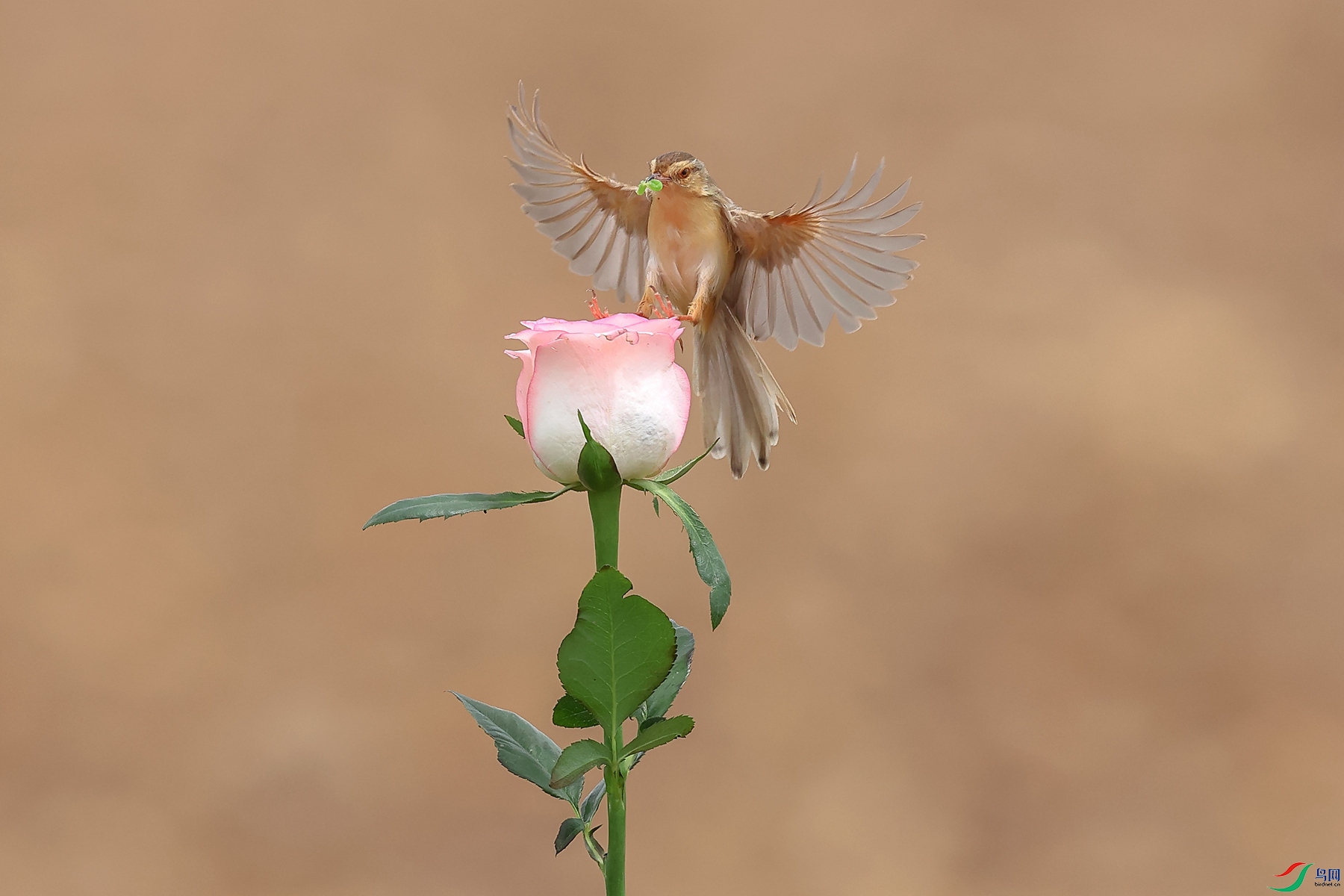 0E2A4175_����.jpg
