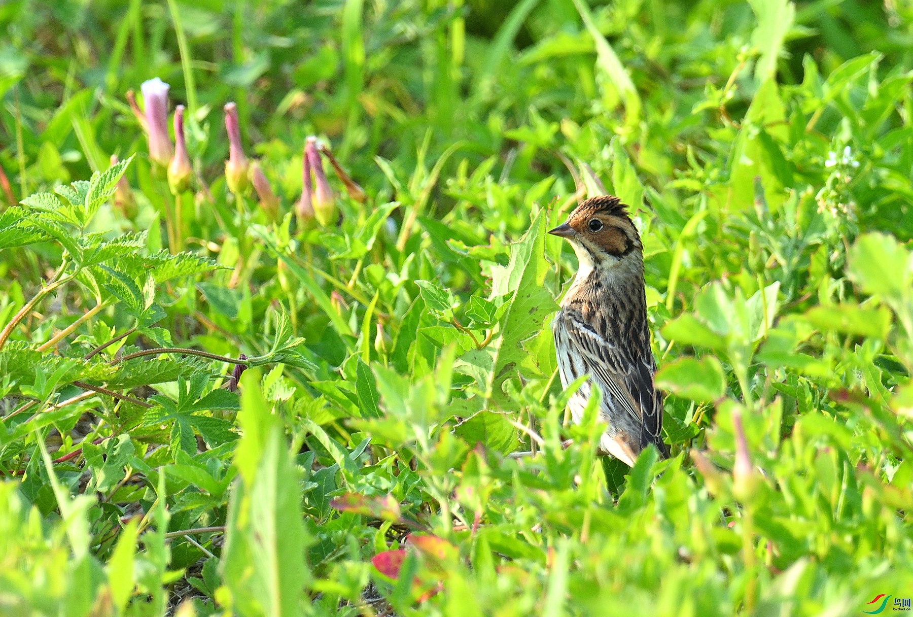DSC_0626.JPG