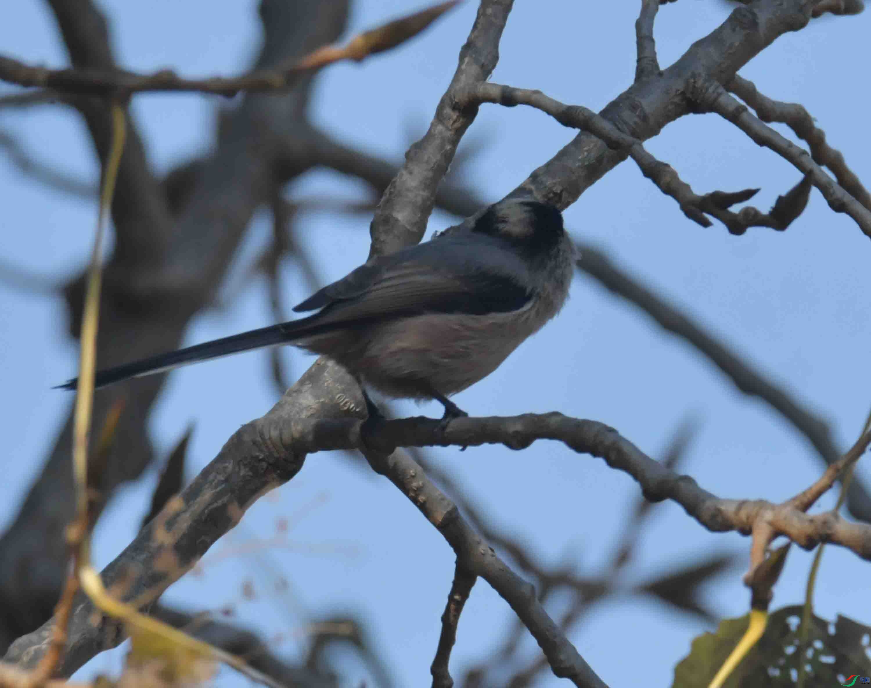 DSC_3017.JPG