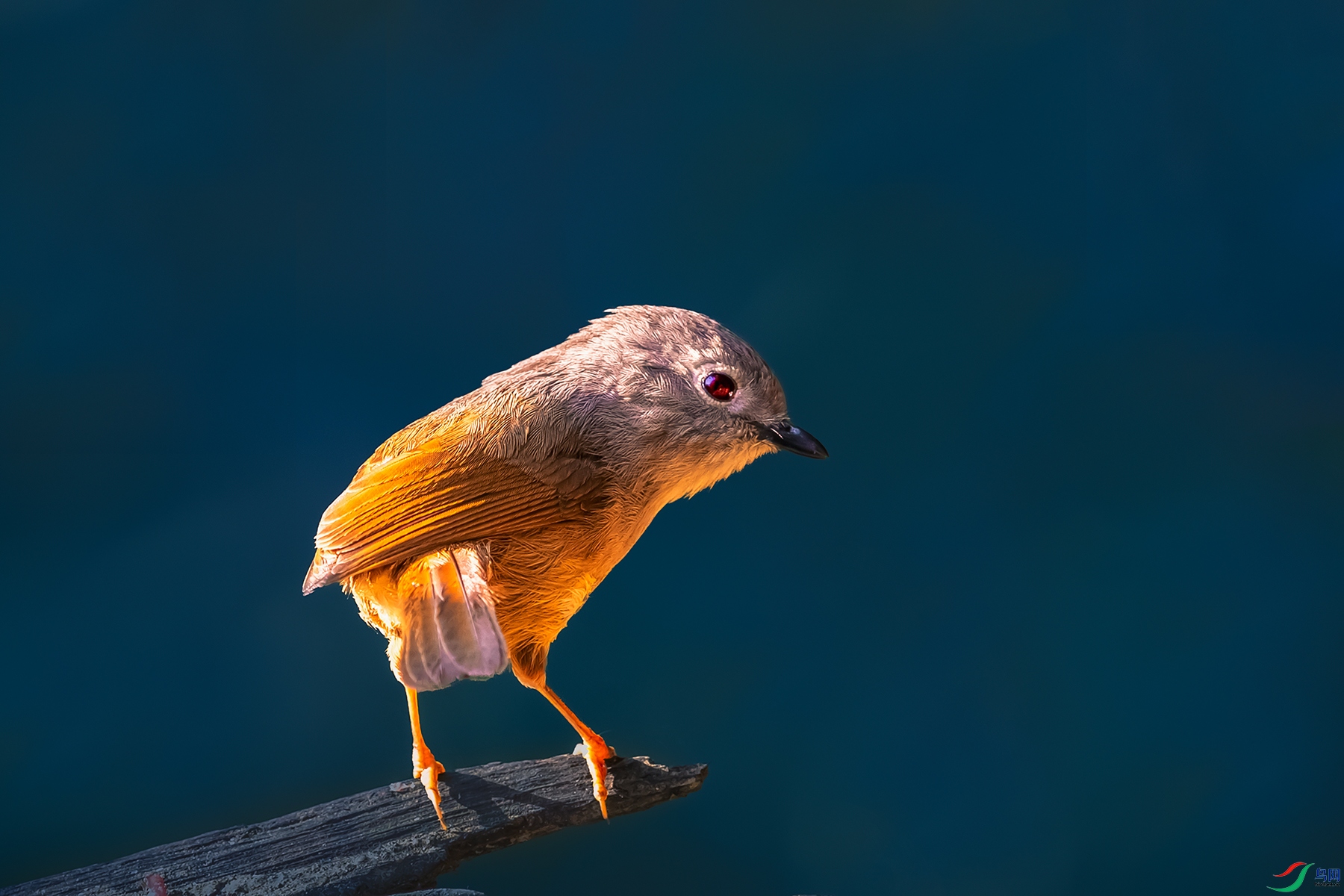 �ҿ�ȸ��----��ռ��ͷ