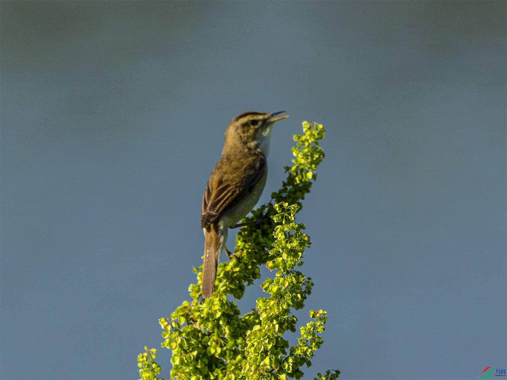 1K3A1737 ����1.jpg