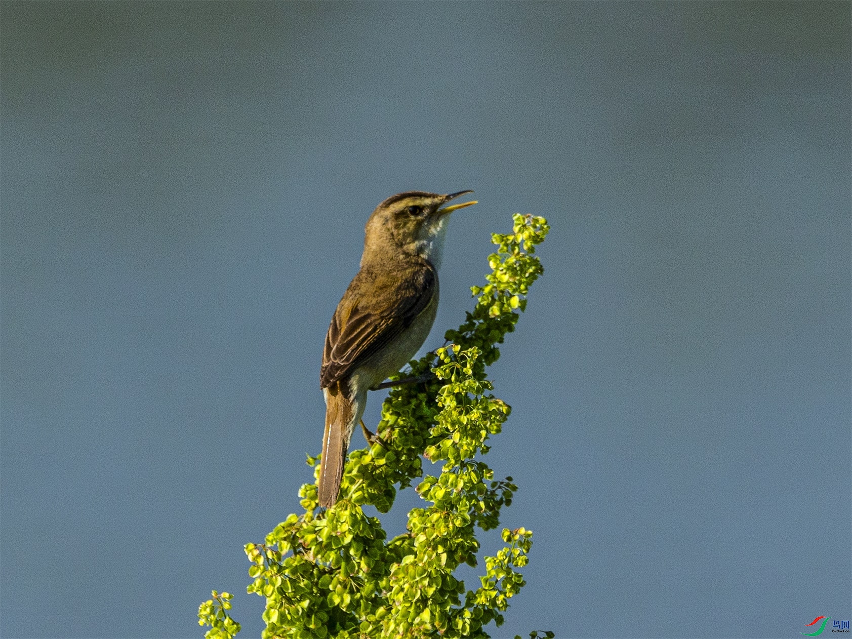 1K3A1739 ����1.jpg