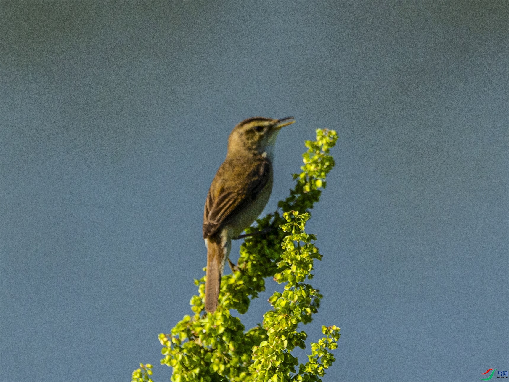 1K3A1736 ����1.jpg