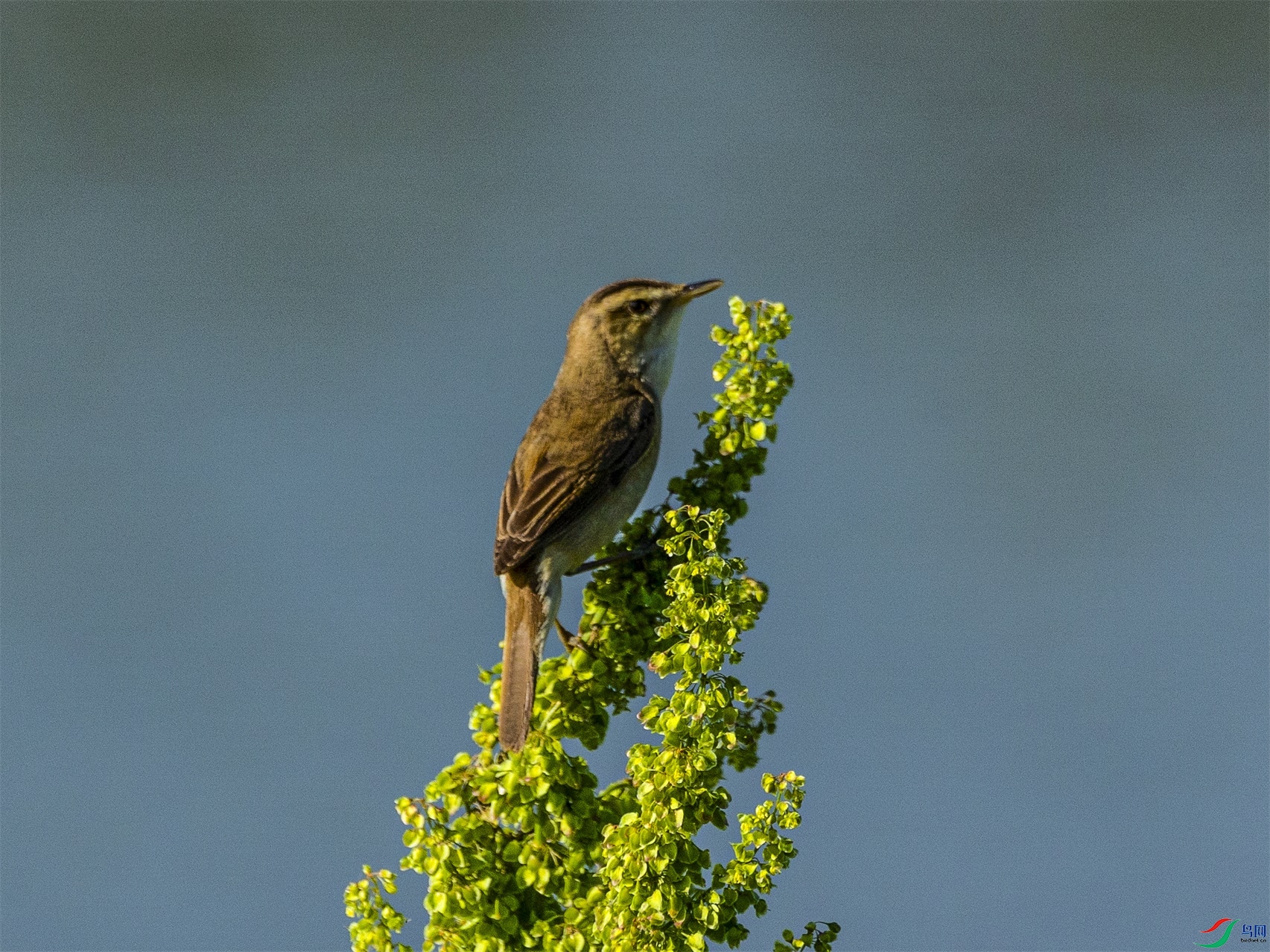 1K3A1734 ����1.jpg