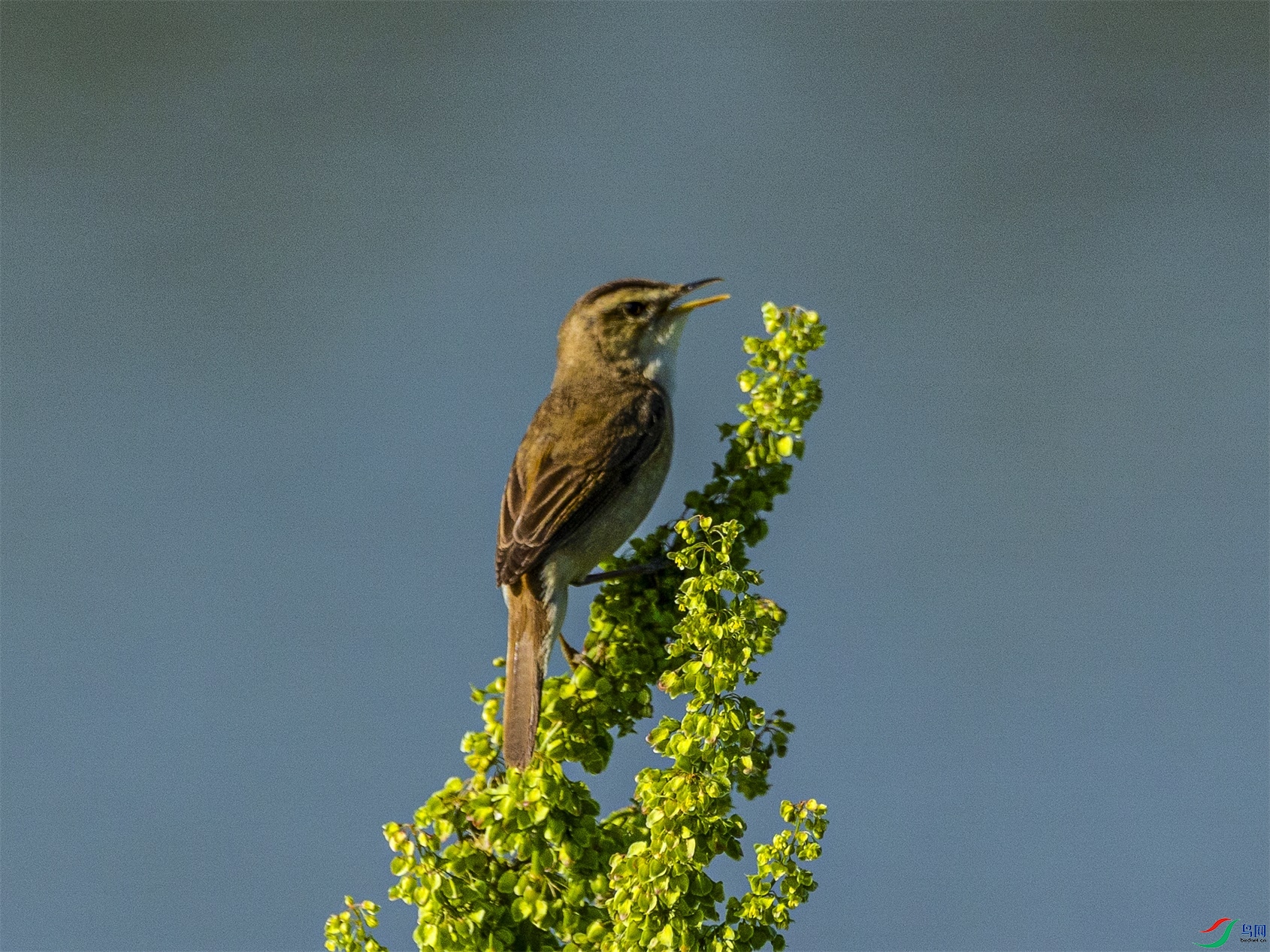 1K3A1738 ����1.jpg