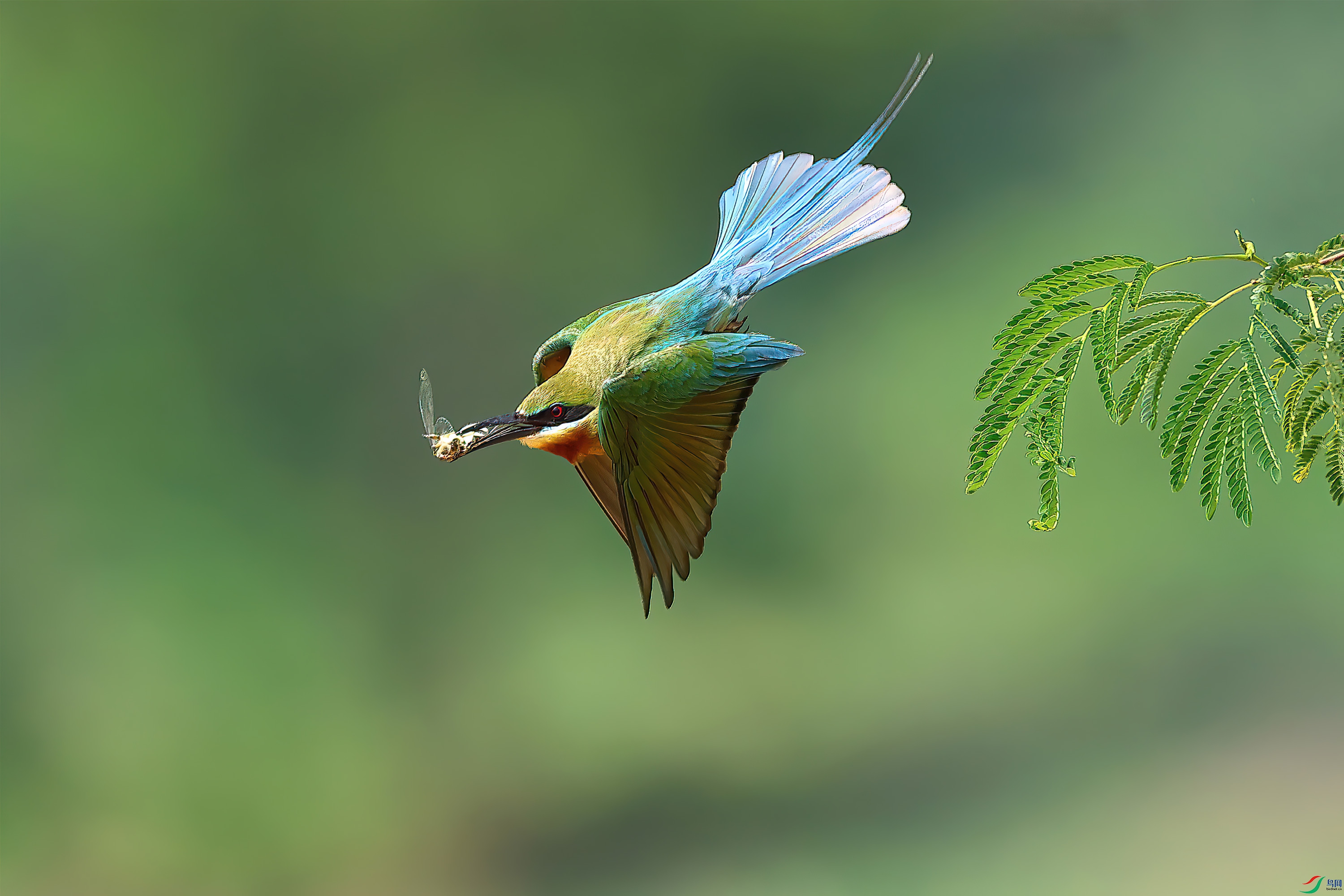 ��ʳ����