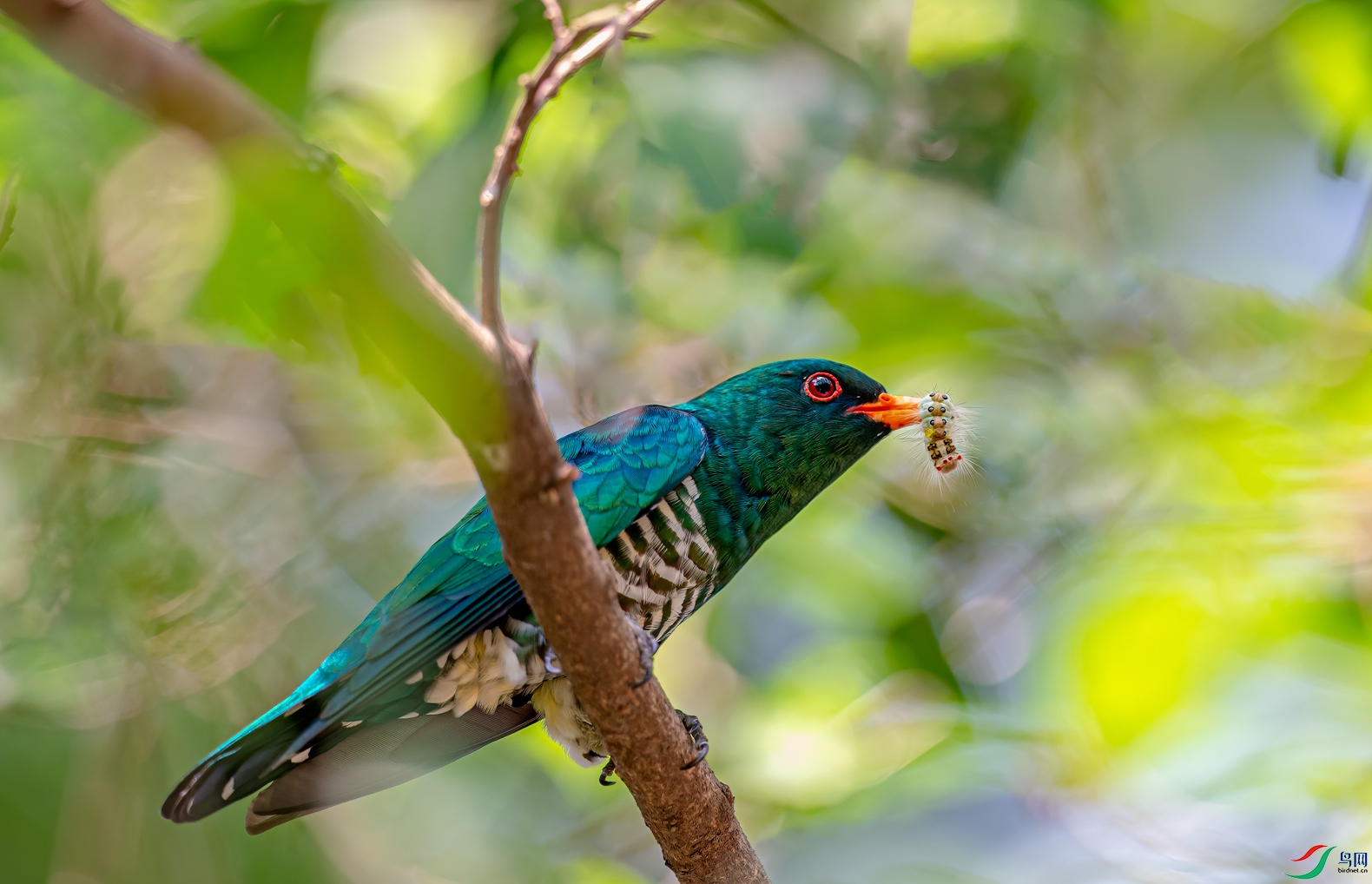 DSC_1115-11.jpg