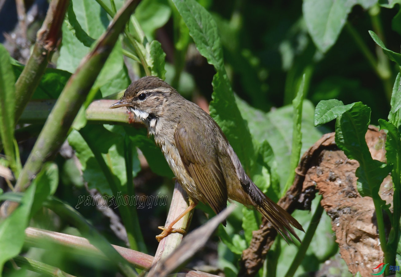 7 ������ݺ