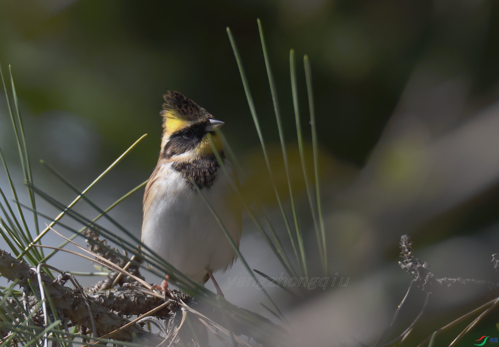 16 �ƺ��M ����