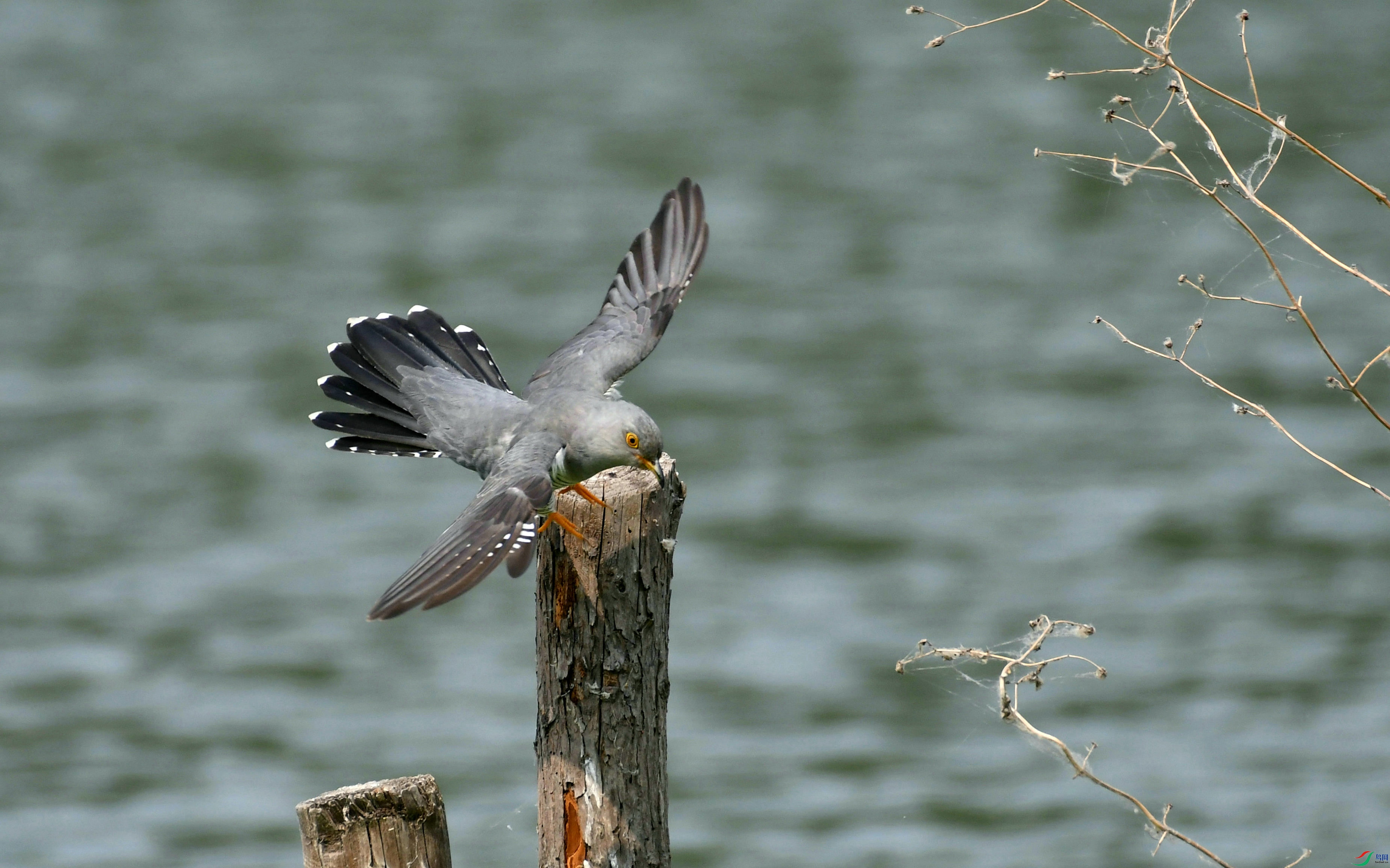 DSC_0223.JPG