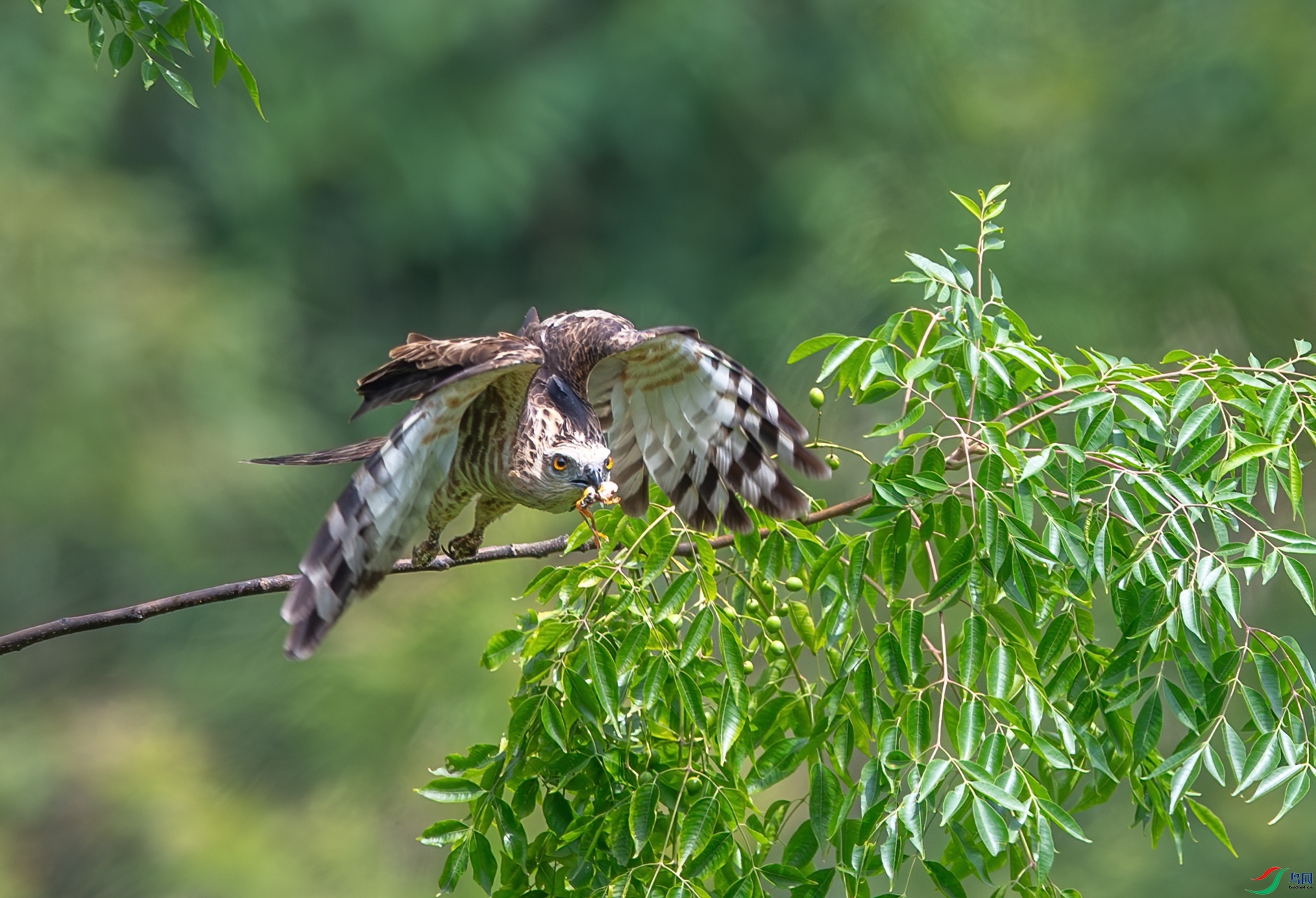 DSC_5972.jpg