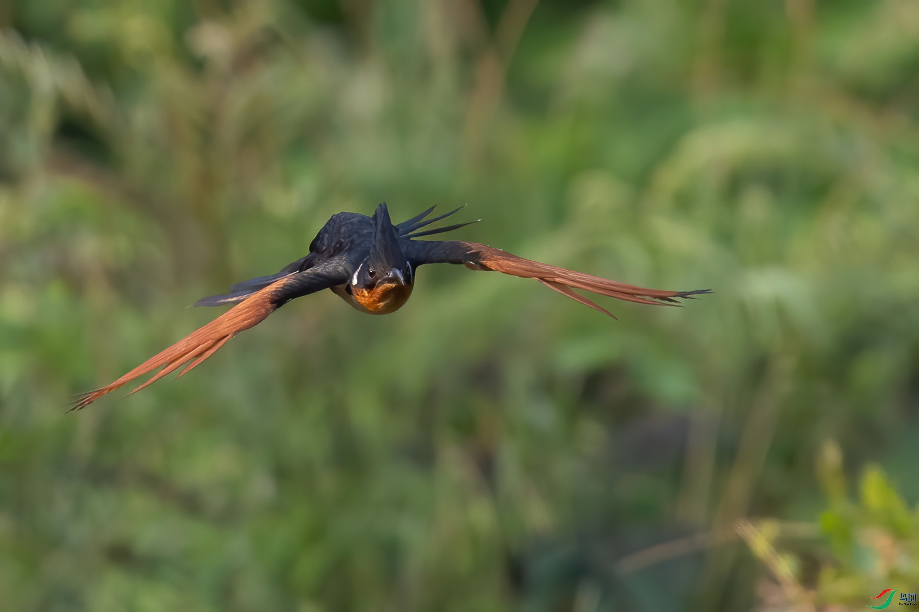 ����ͷ��