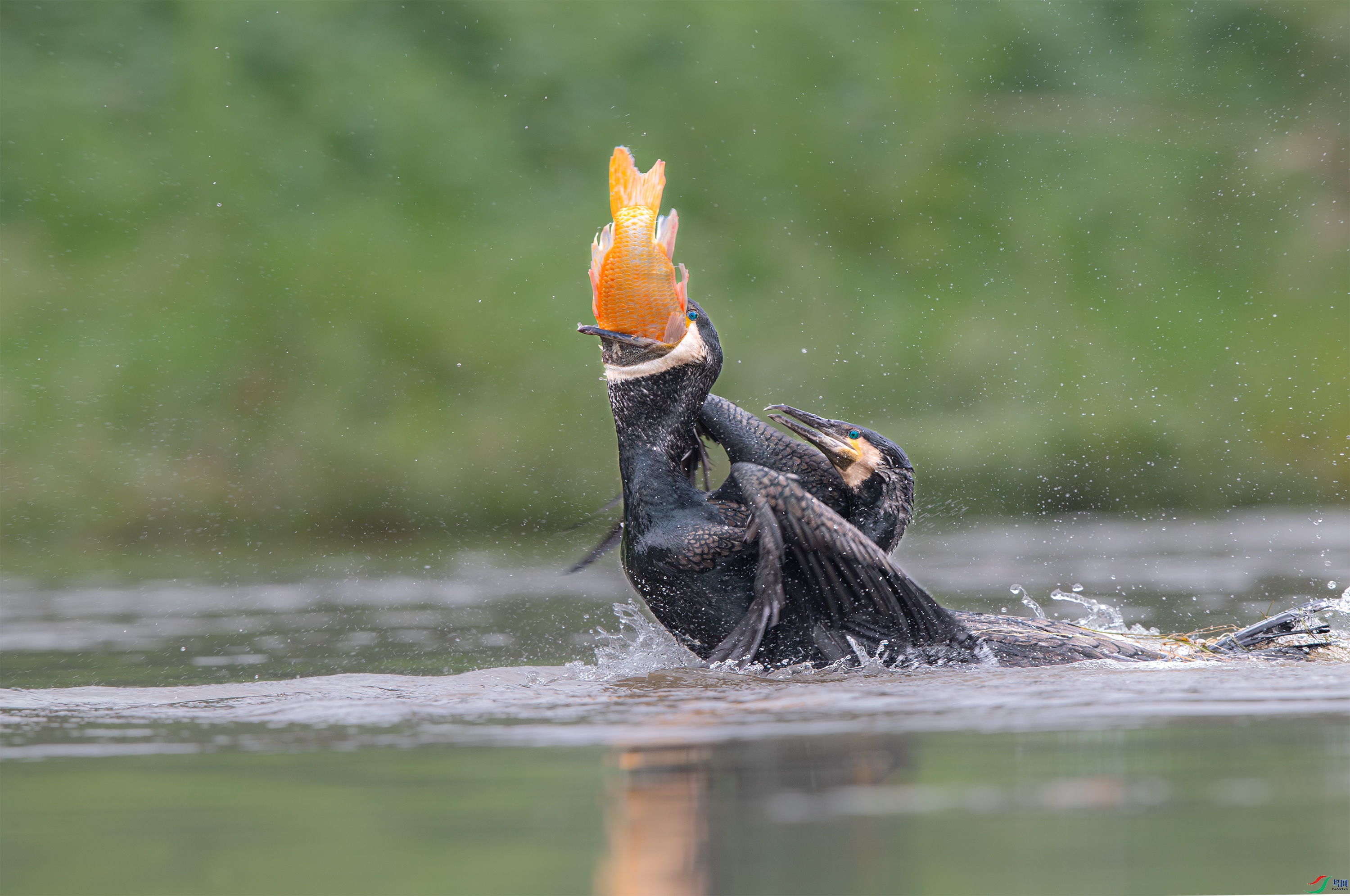 AY8I0212- ����.jpg