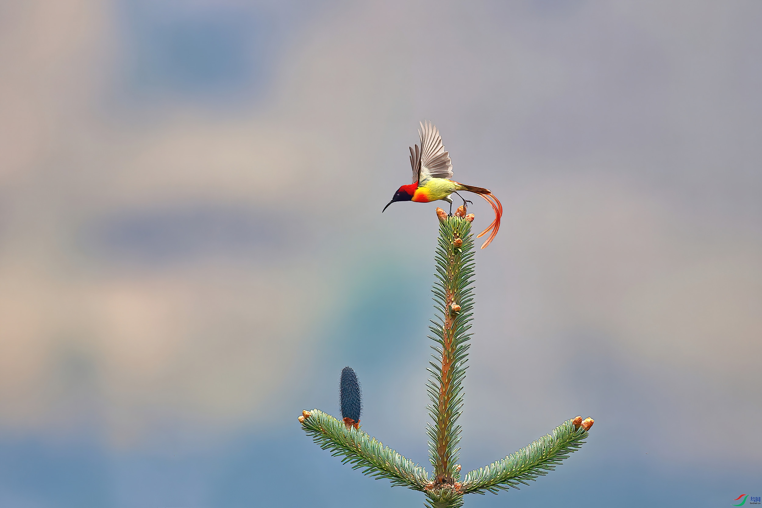 �Ӹ�����