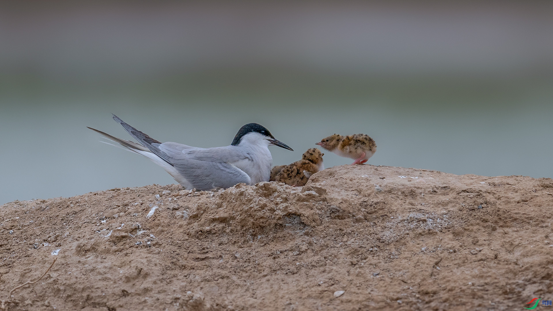DSC_0555.jpg