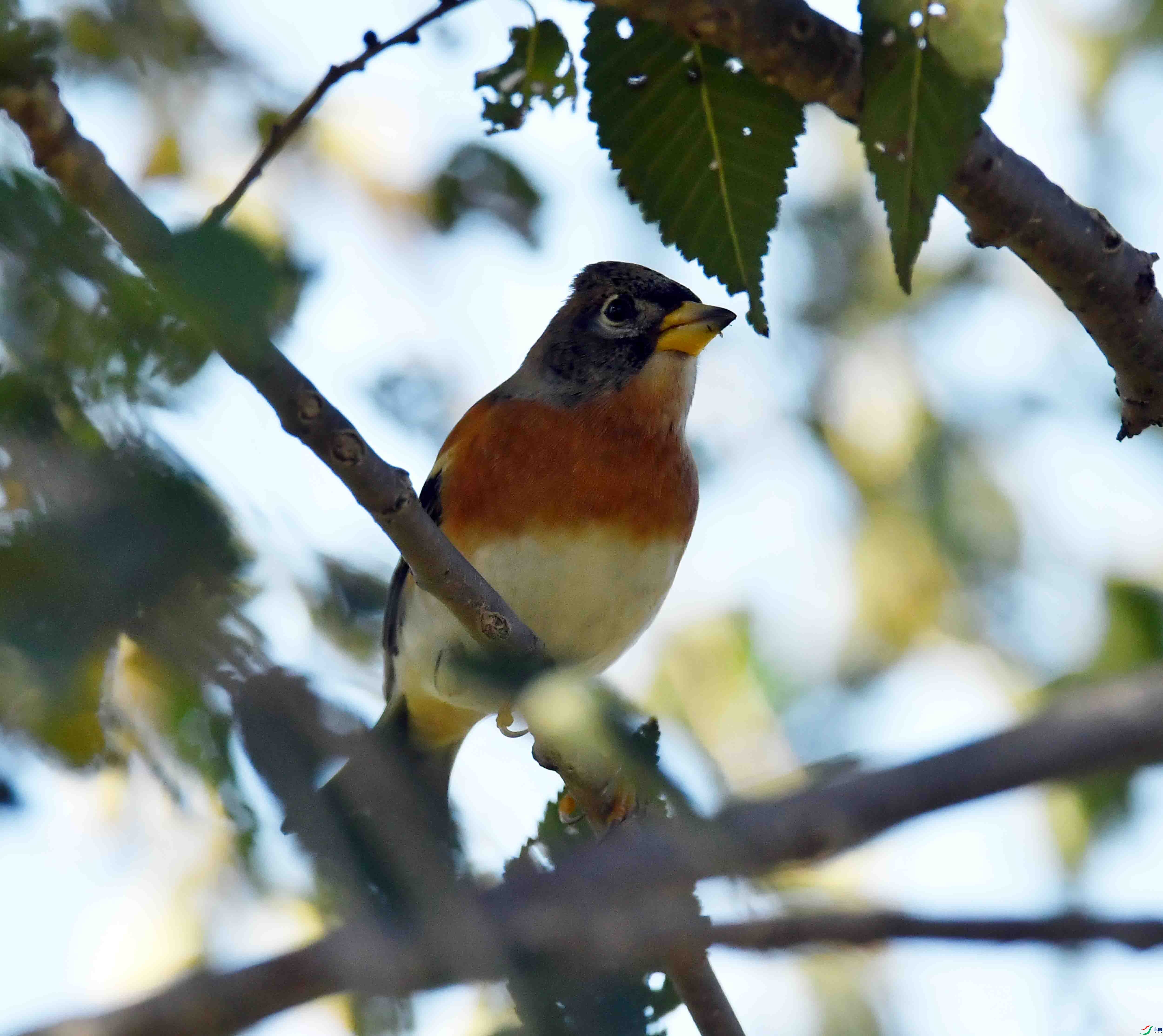DSC_0405.JPG