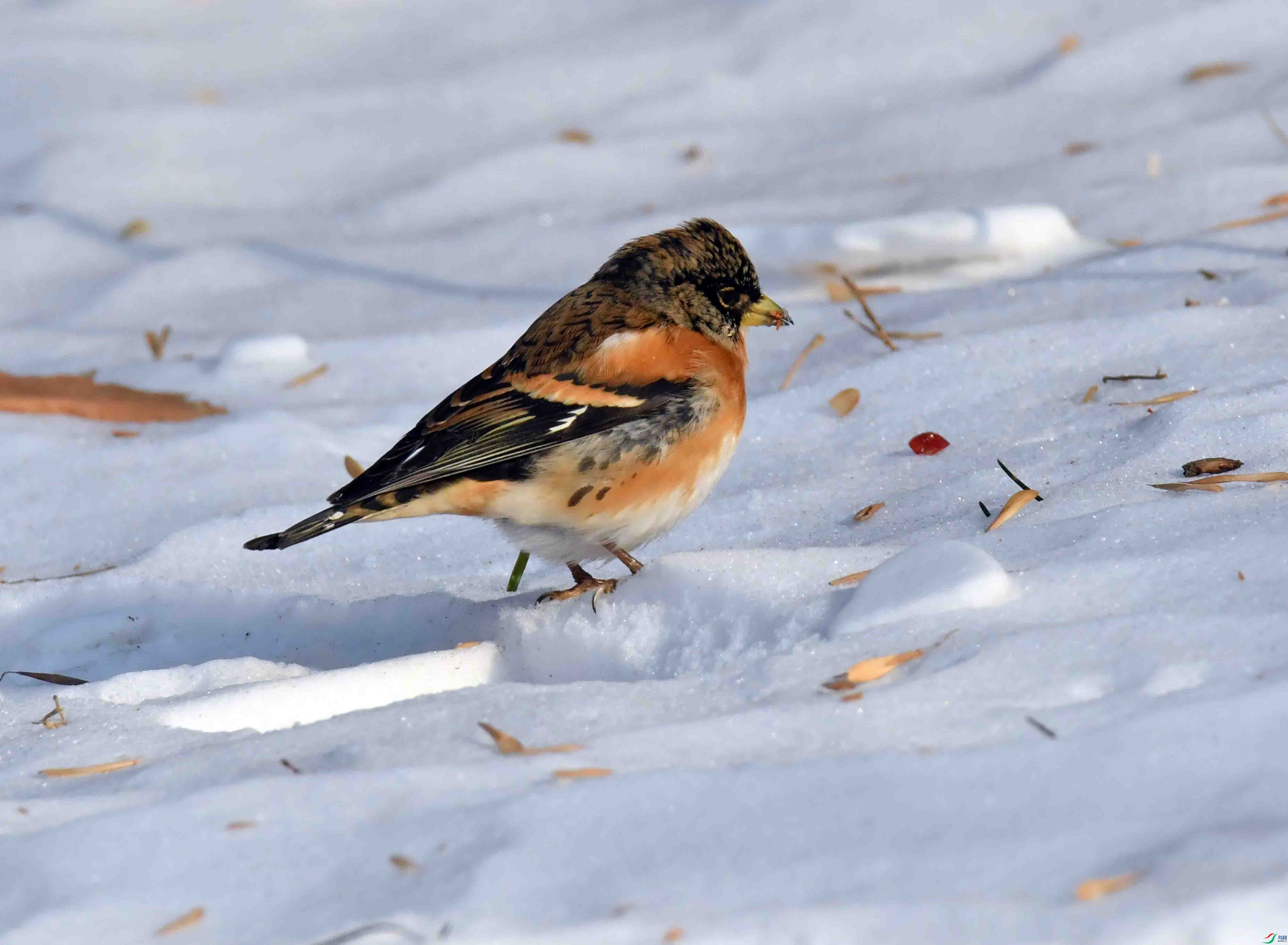 DSC_2034.JPG