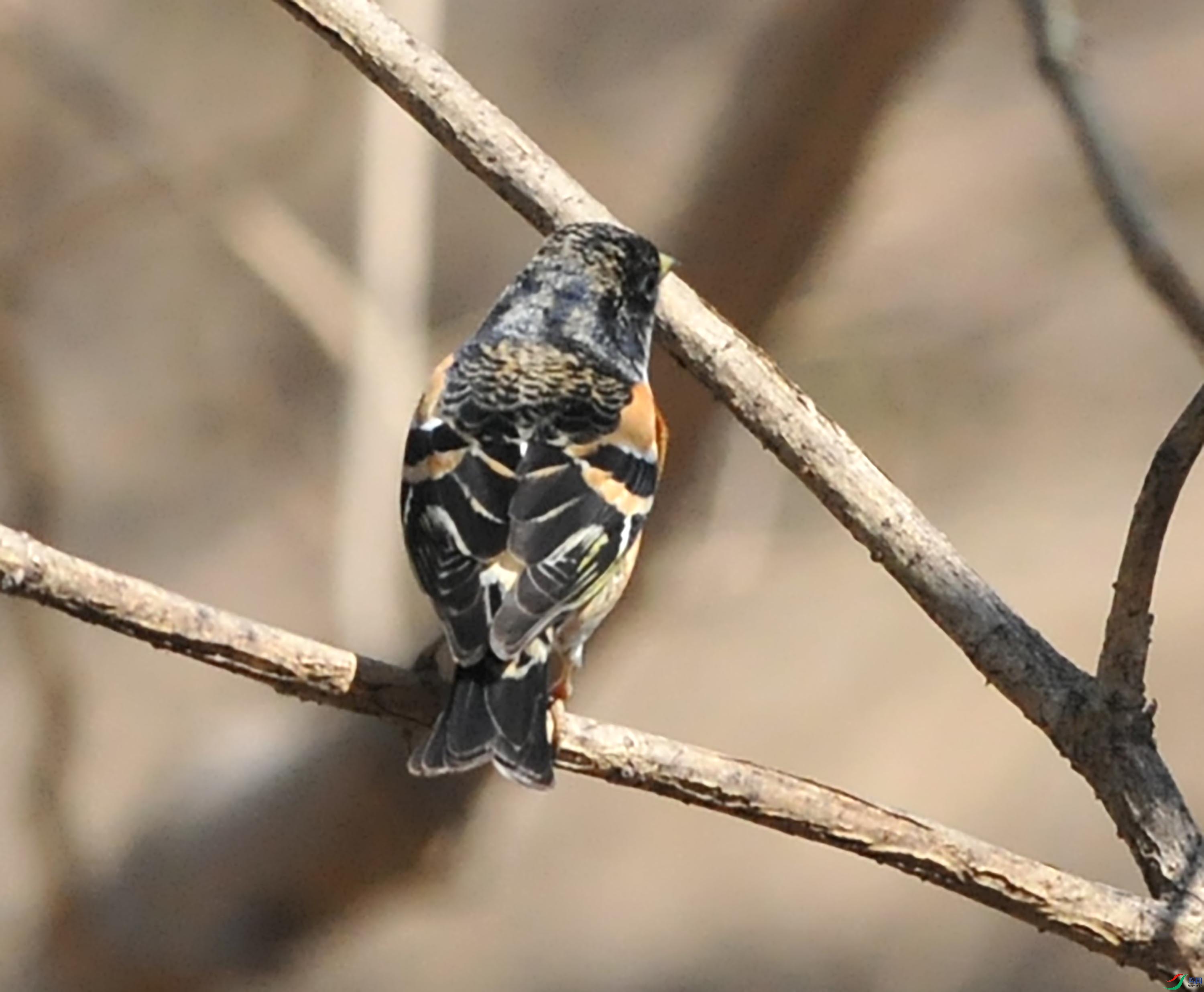 DSC_6746.JPG