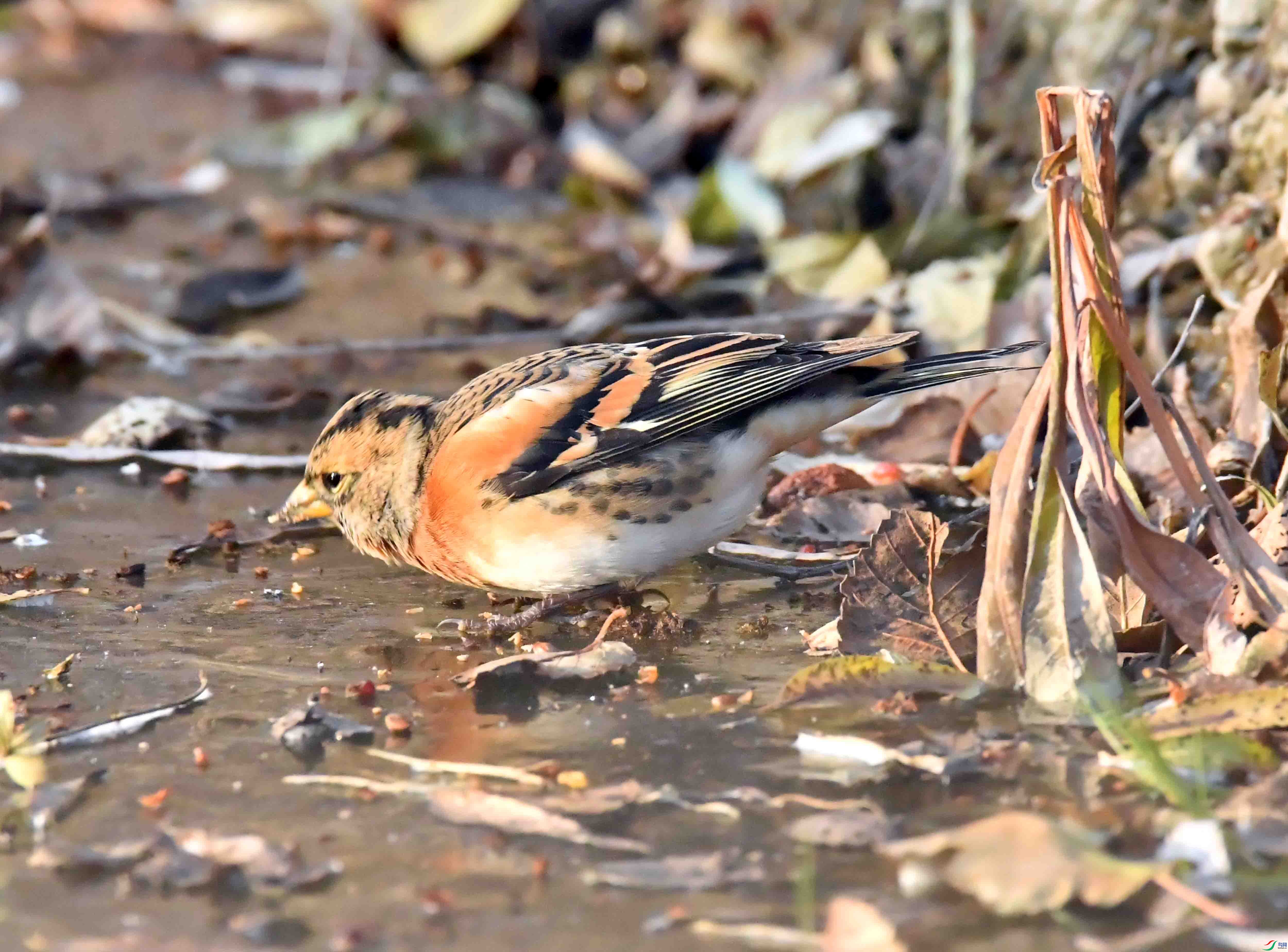 DSC_7175.JPG