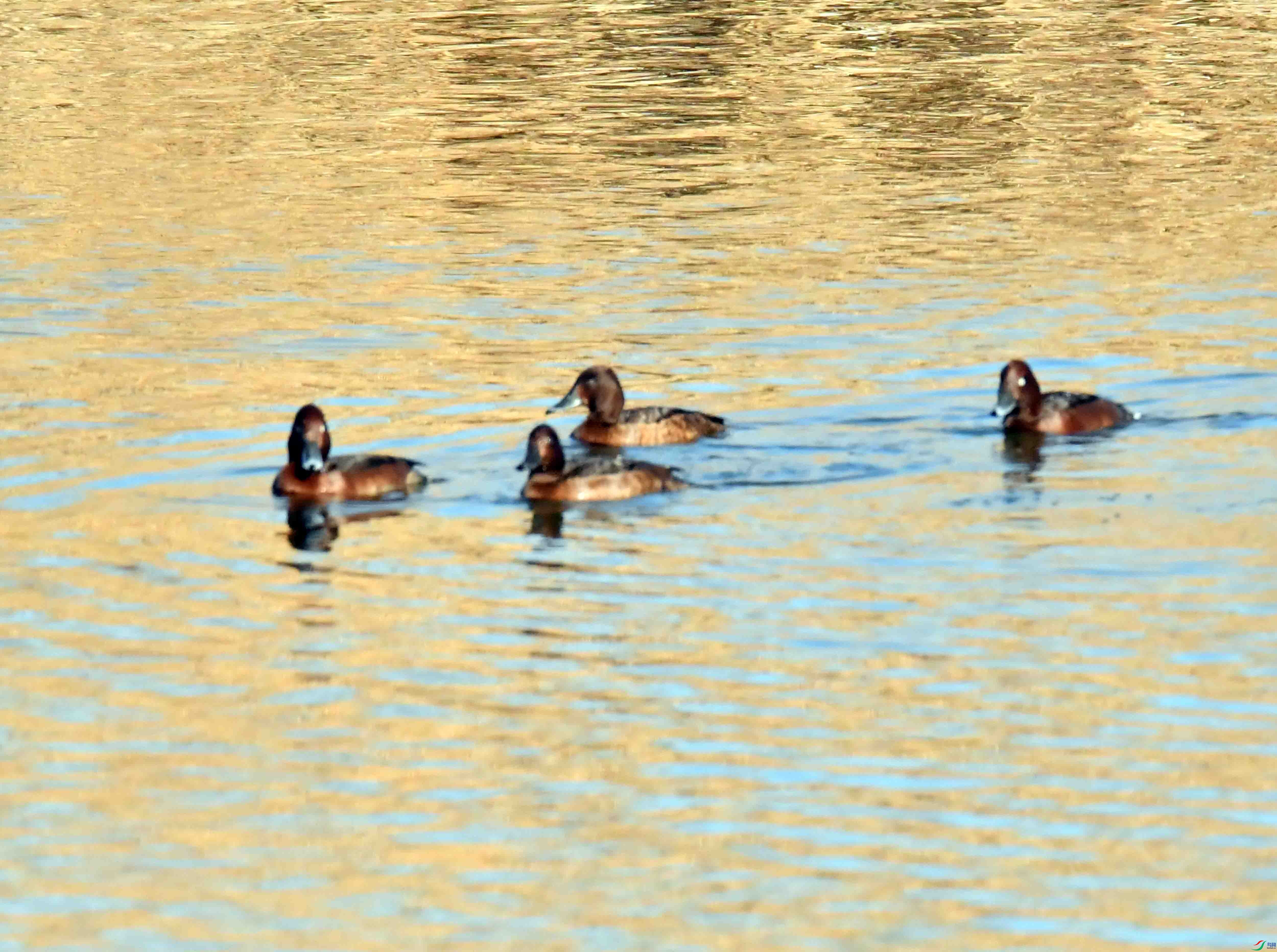 DSC_7484.JPG