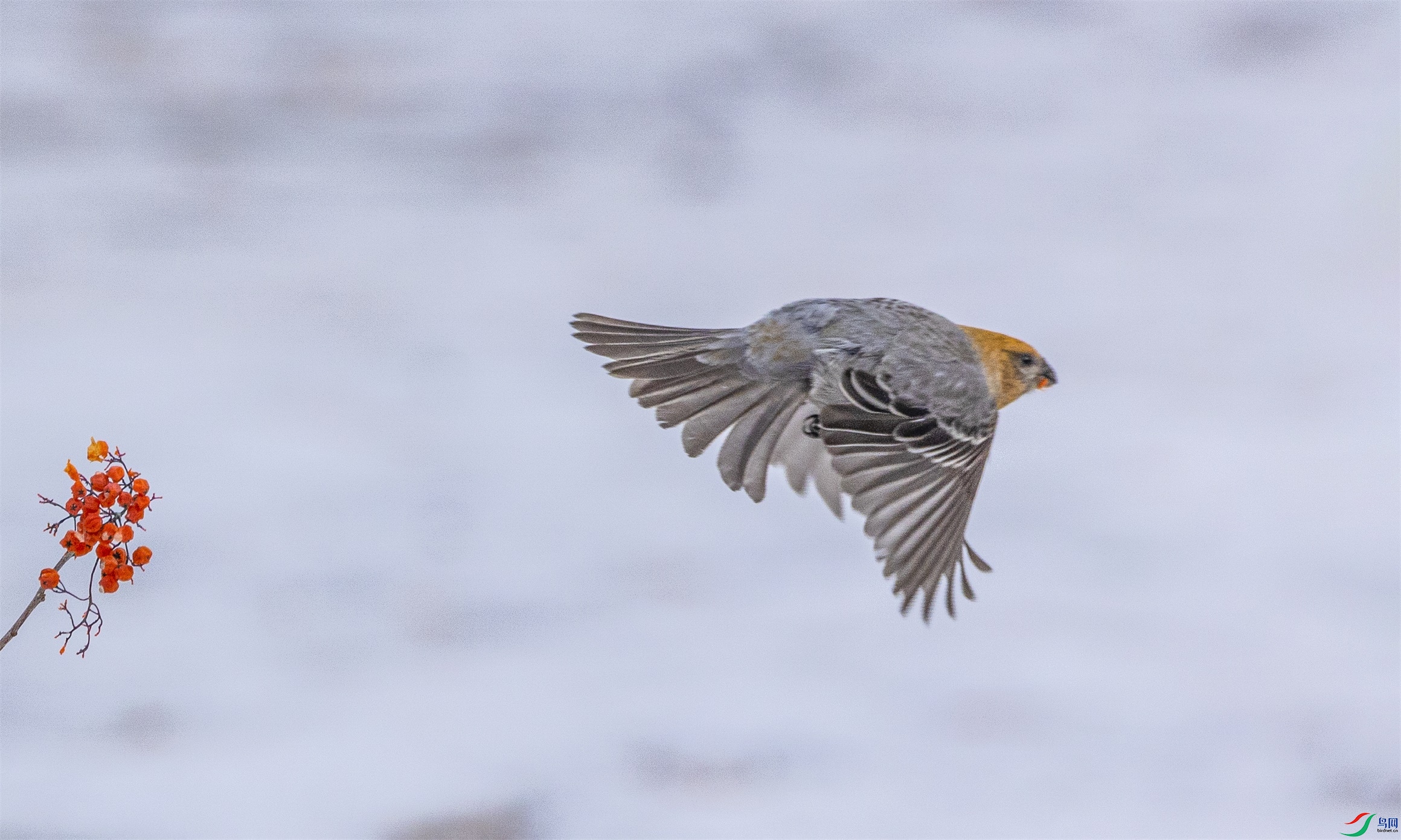 1K3A0812 ����1.jpg