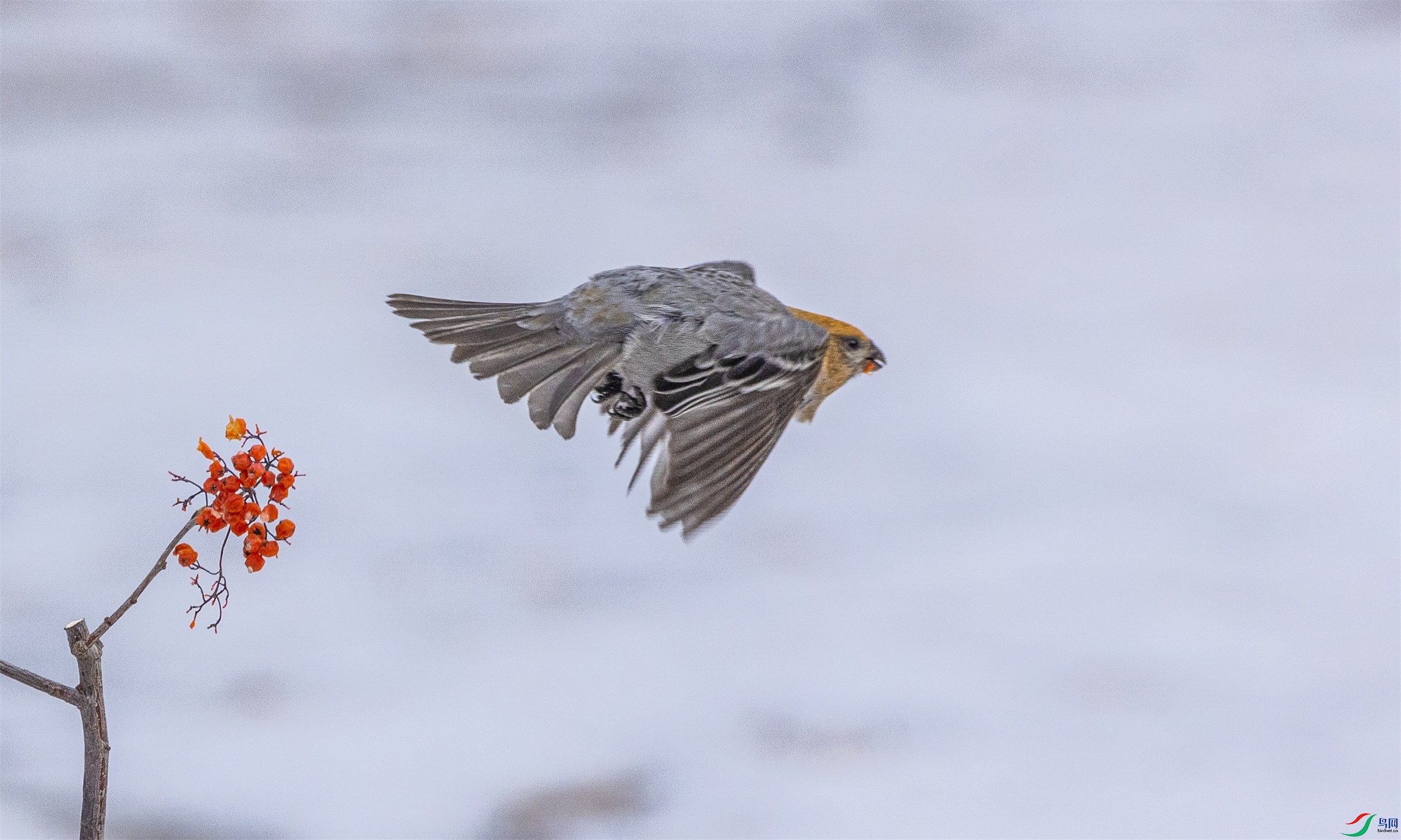 1K3A0811 ����1.jpg