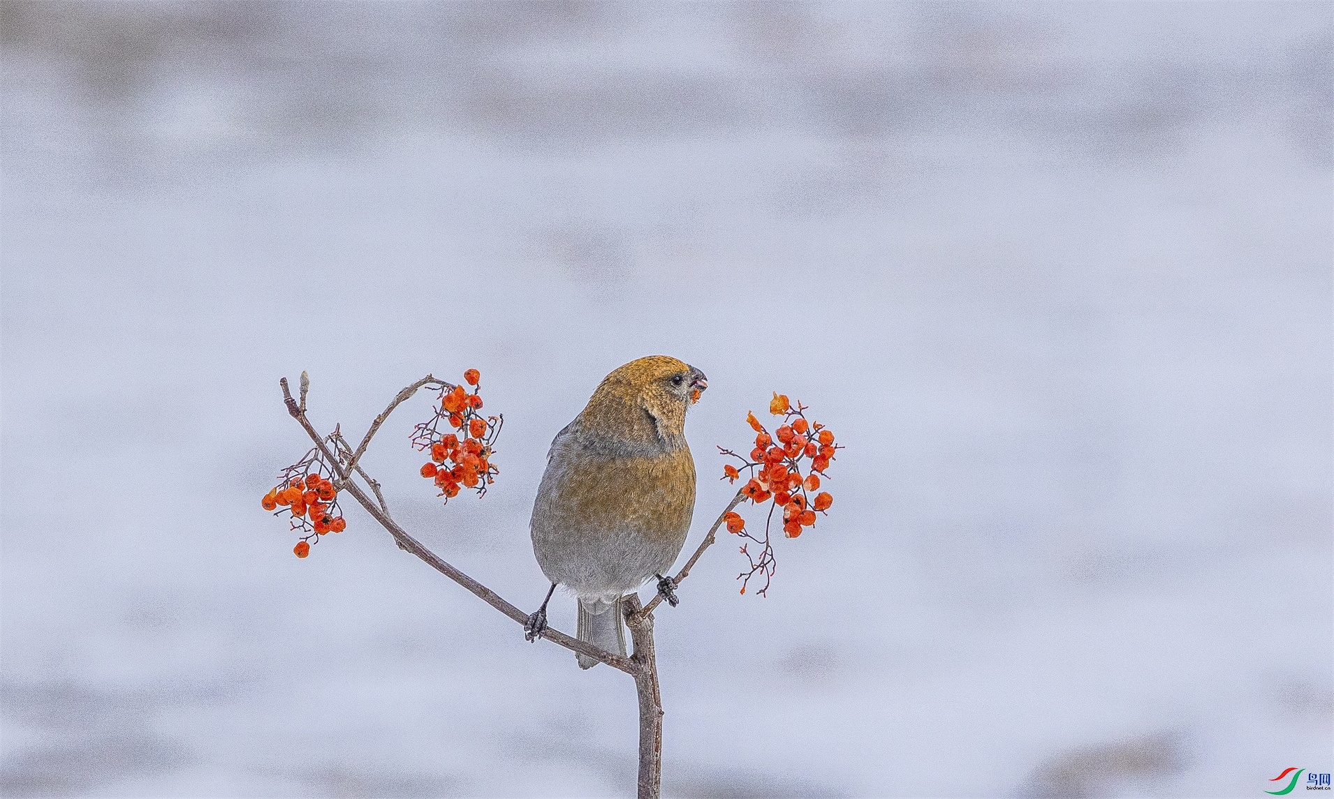 1K3A0807 ����1.jpg