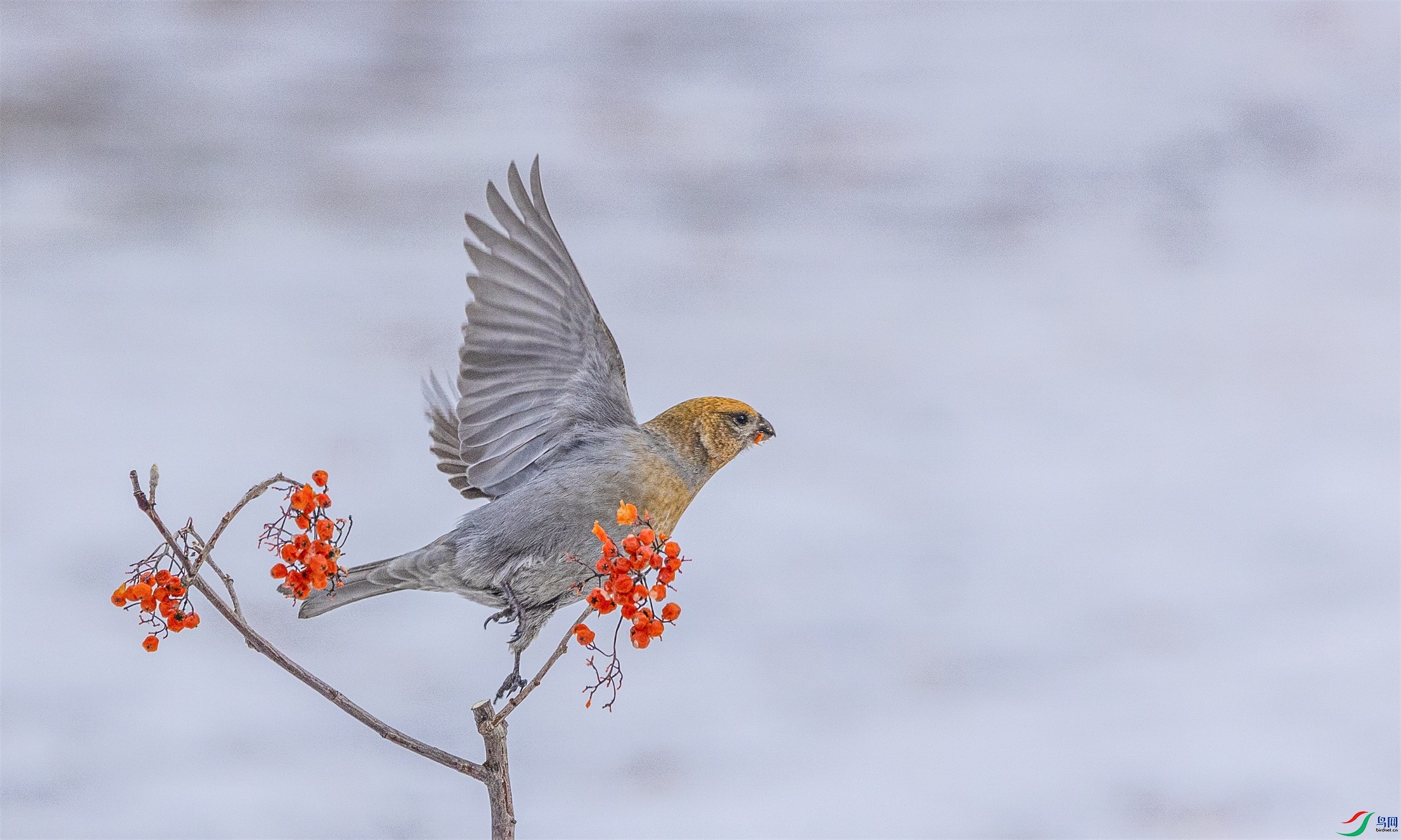 1K3A0808 ����1.jpg