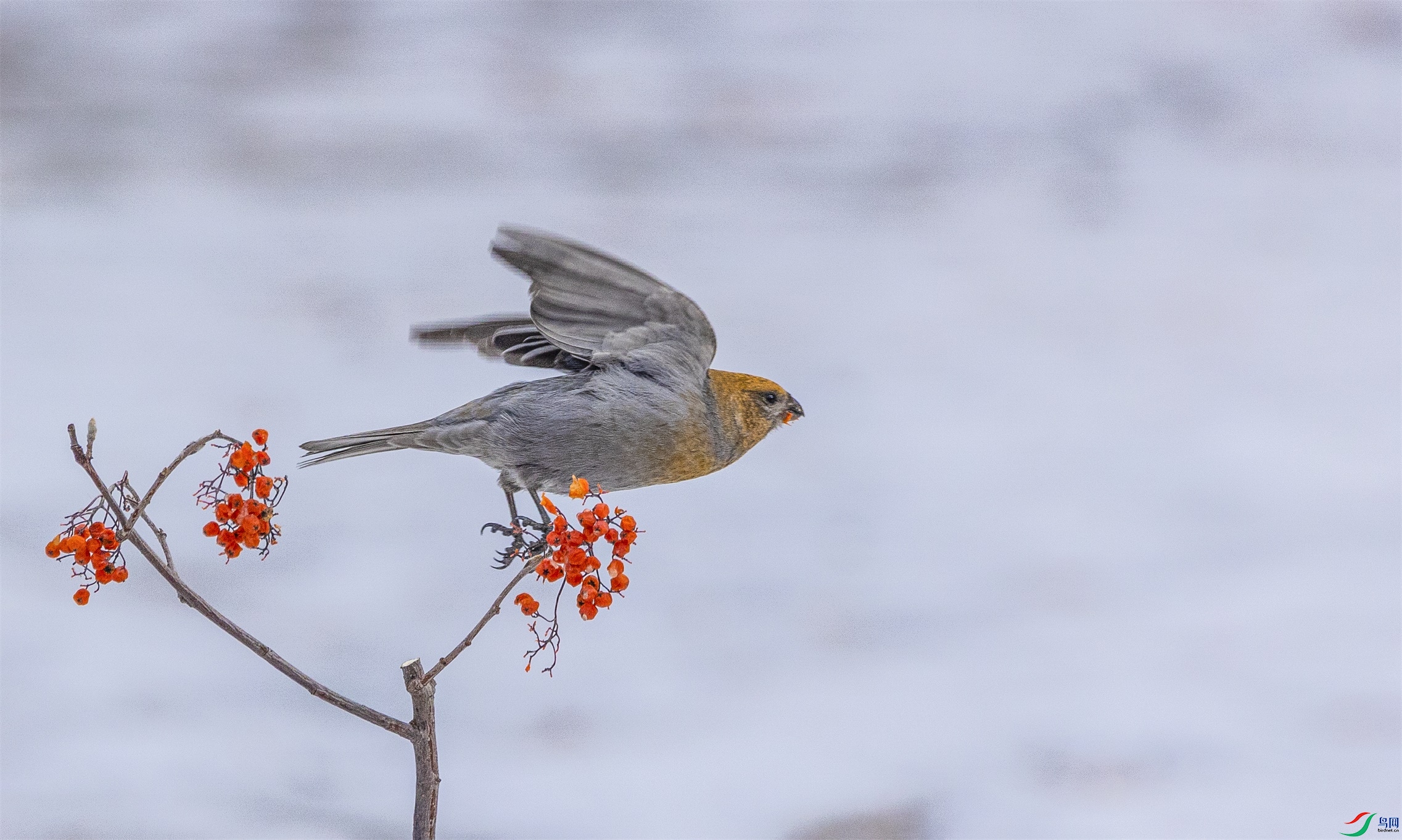 1K3A0809 ����1.jpg